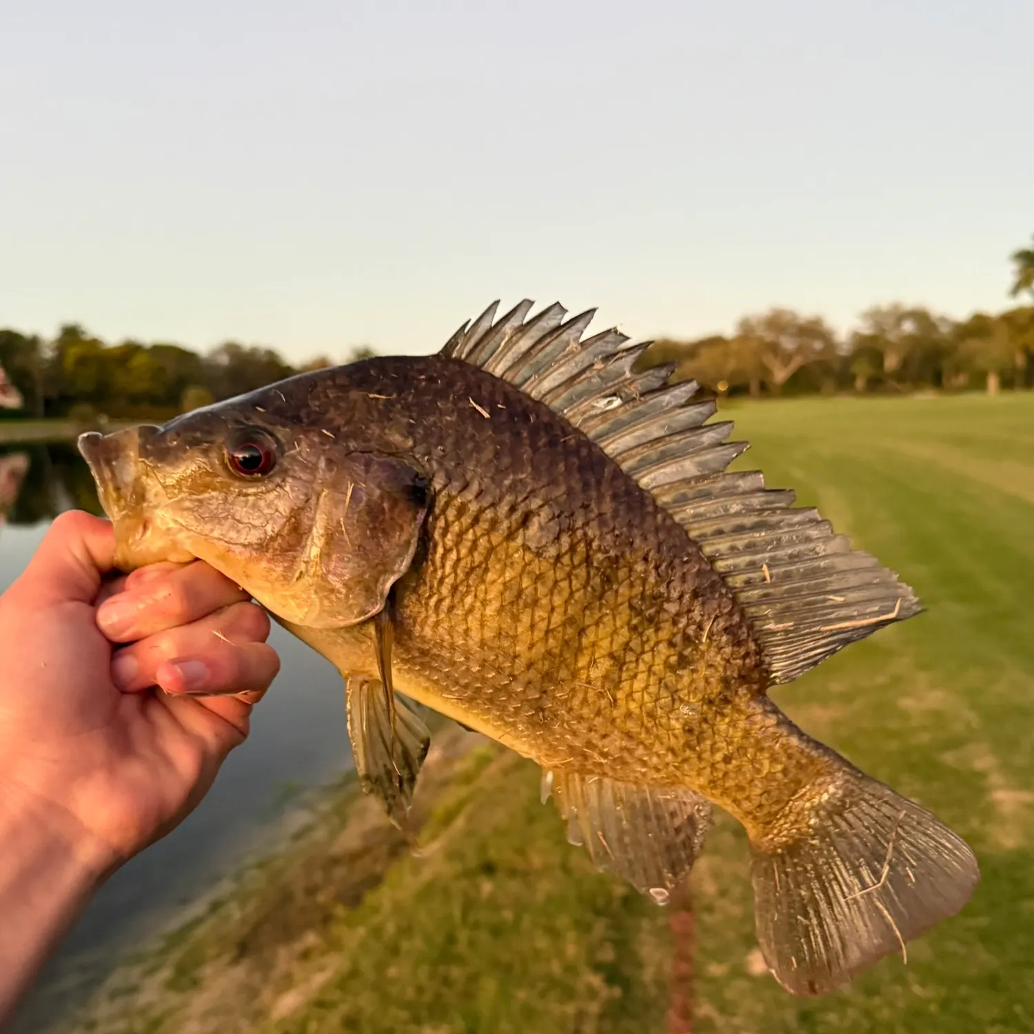 The most recent Nile tilapia catches on Fishbrain