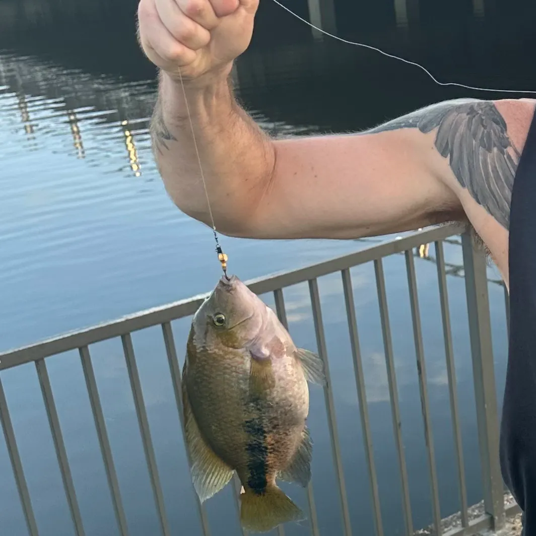 The most recent Spotted tilapia catches on Fishbrain