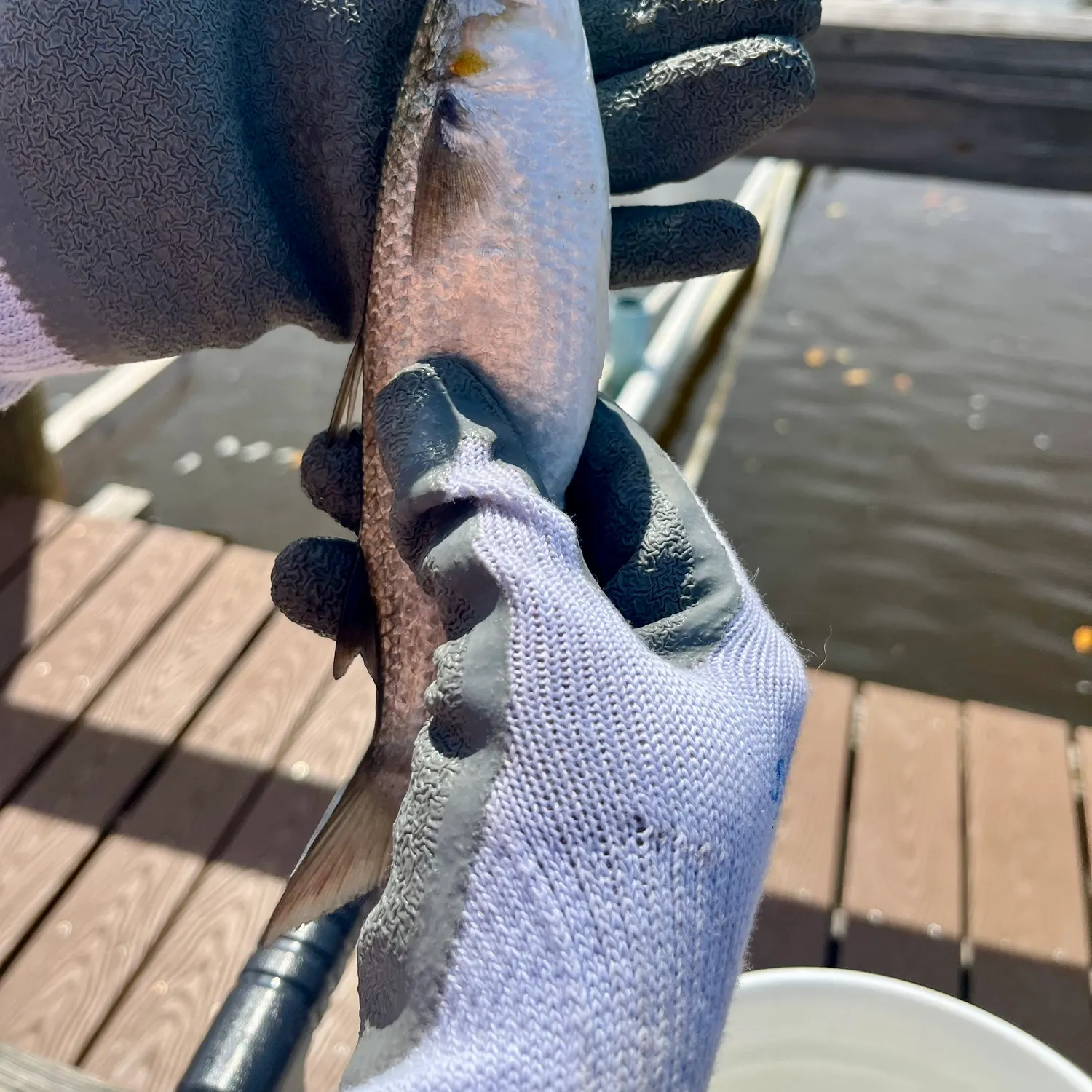 The most recent Silver mullet catches on Fishbrain