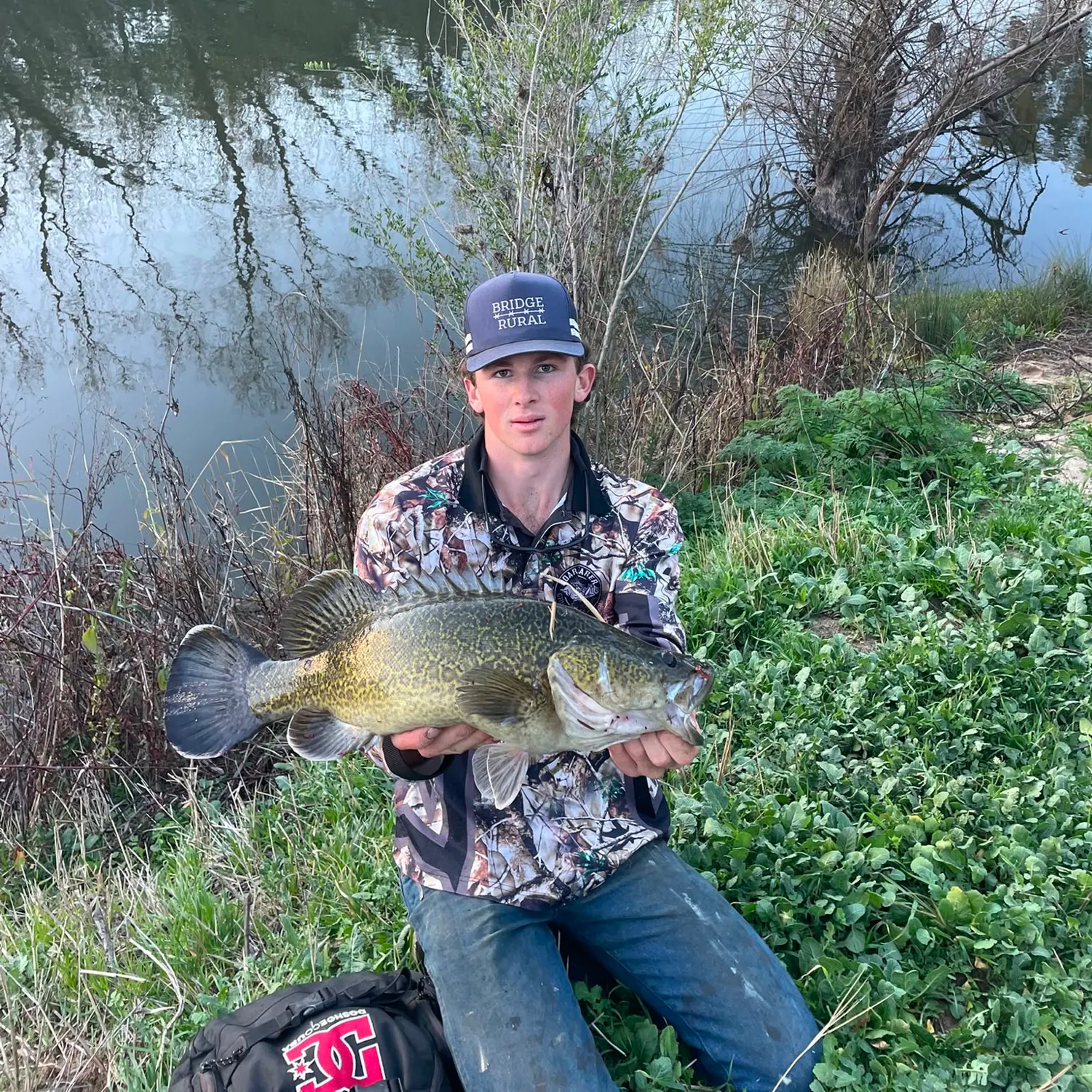Murray cod caught on Fishbrain