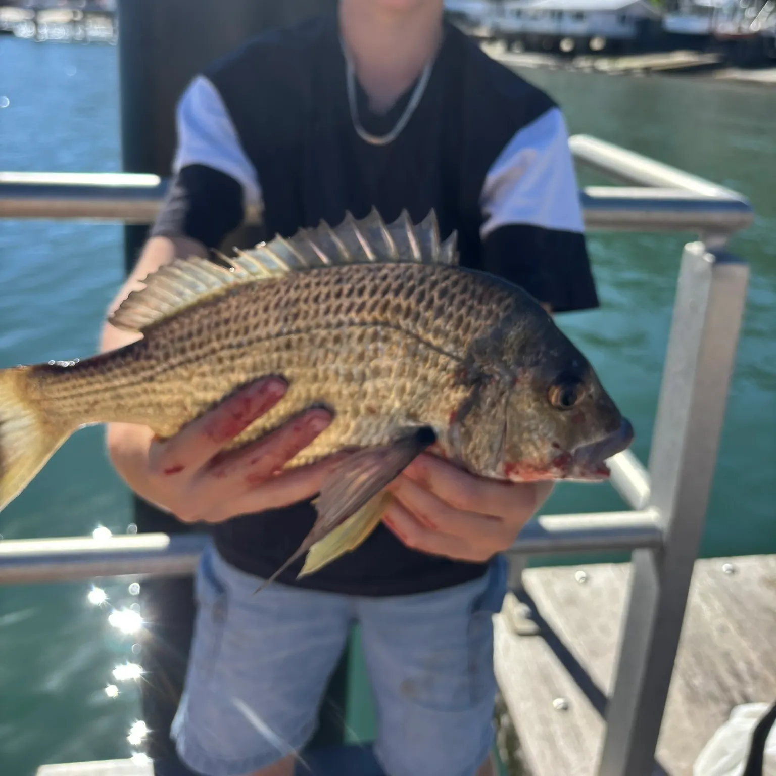 The most recent Southern black bream catches on Fishbrain