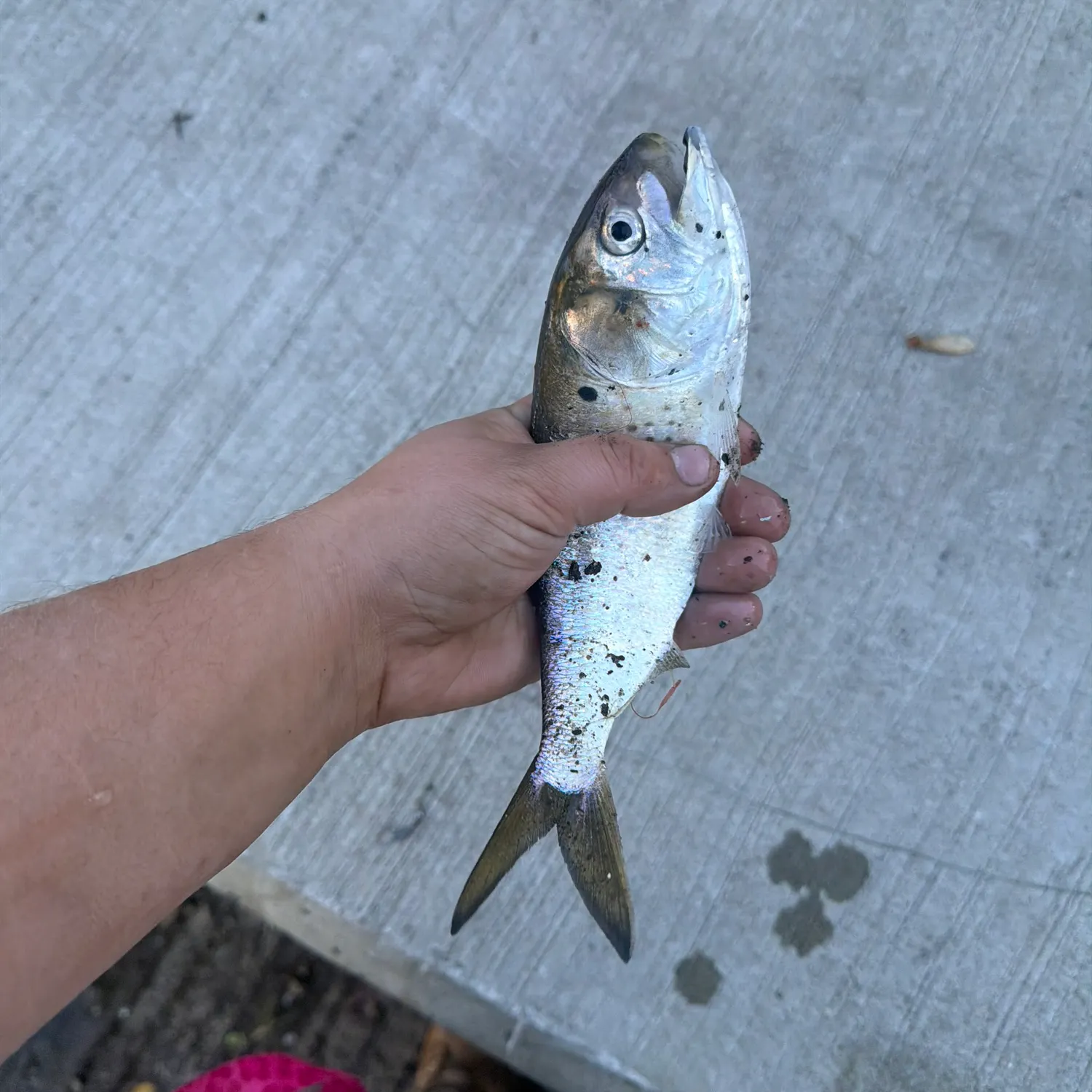 The most recent Gulf menhaden catches on Fishbrain