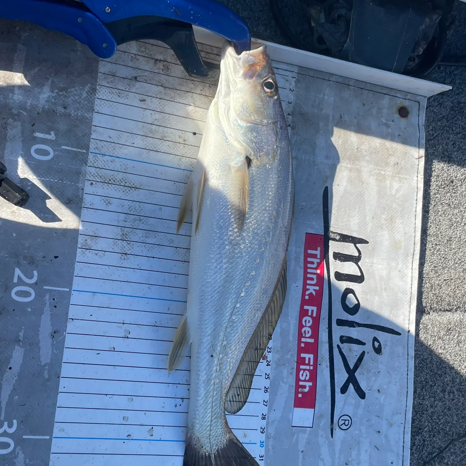 The most recent Japanese meagre catches on Fishbrain