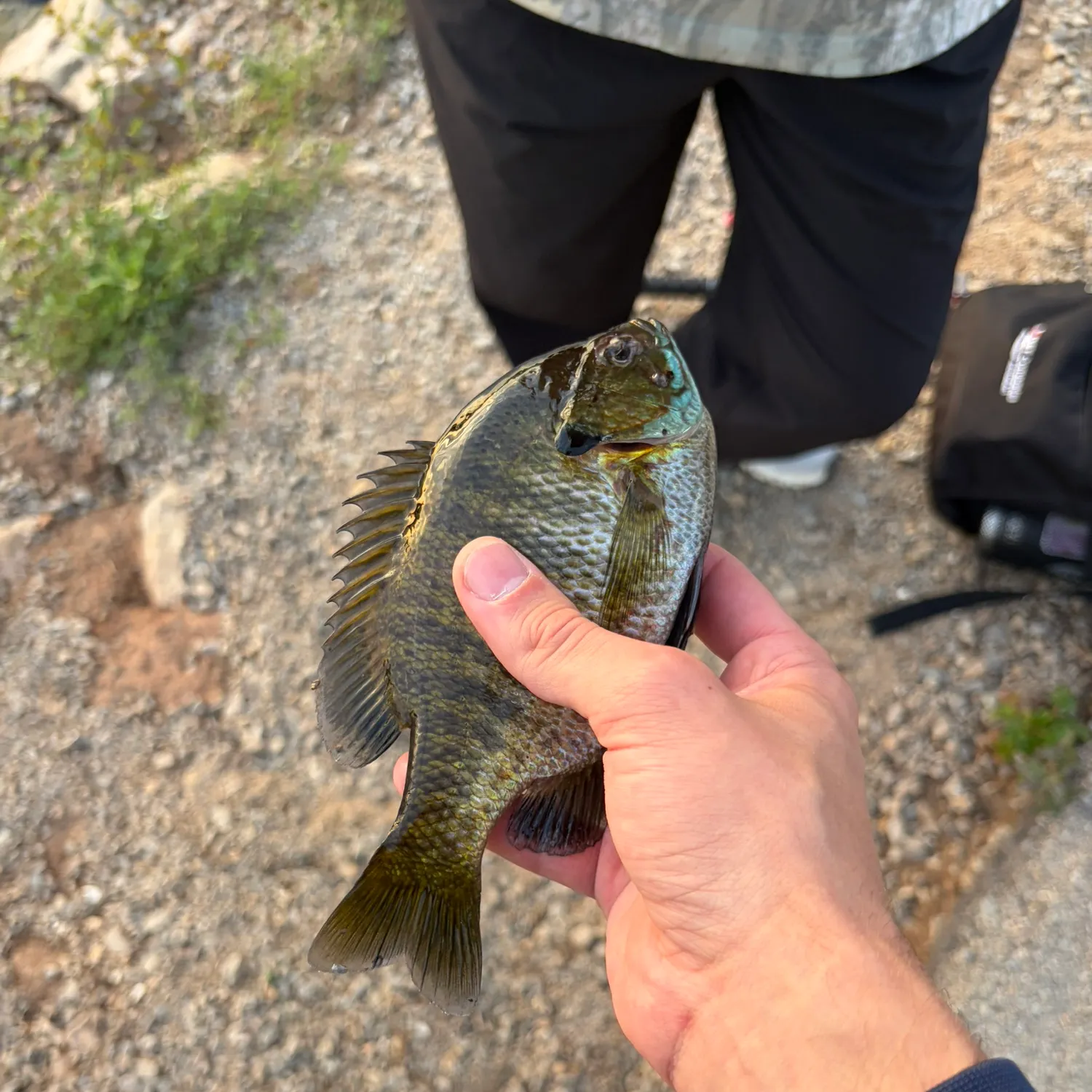 Bluegill caught on Fishbrain