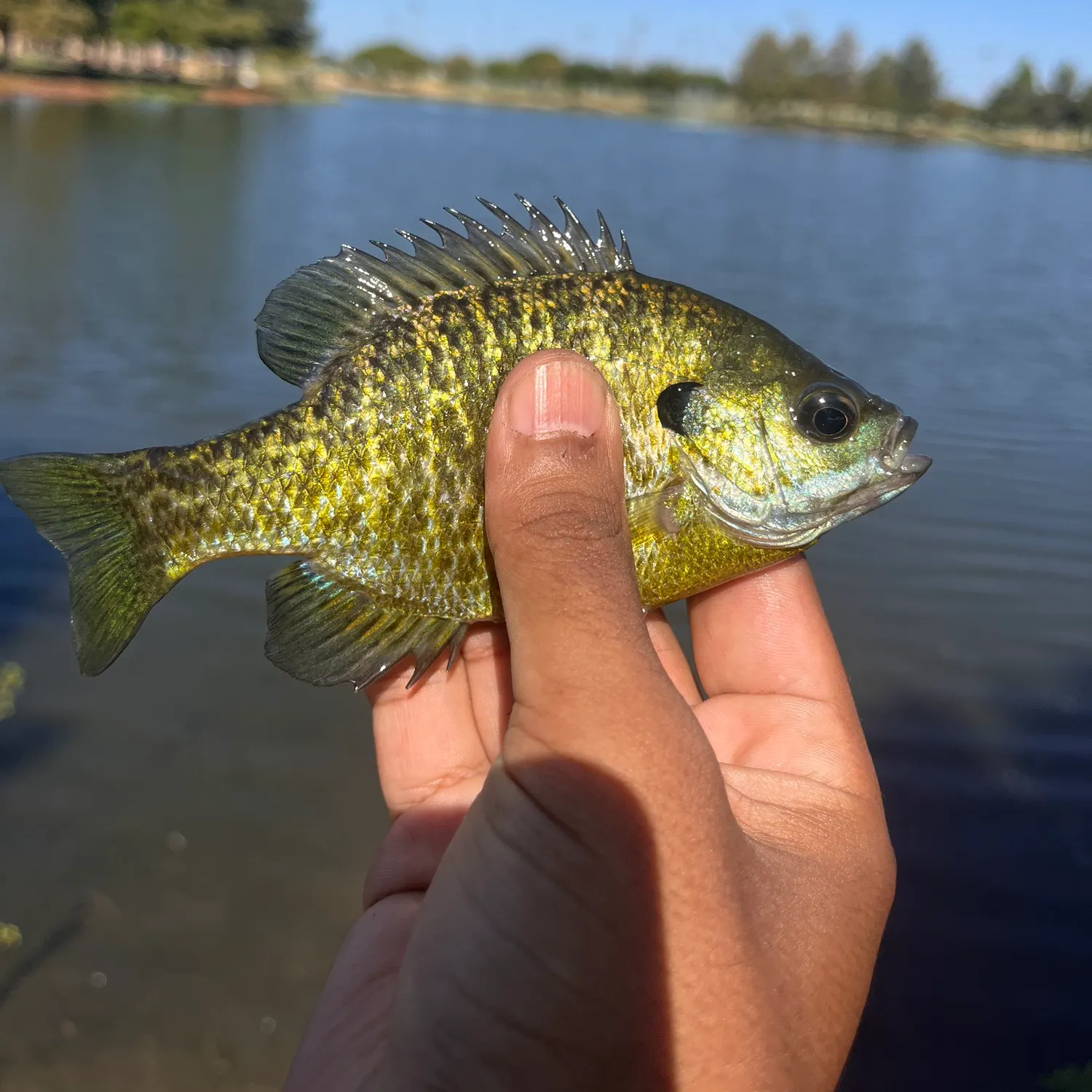Bluegill caught on Fishbrain
