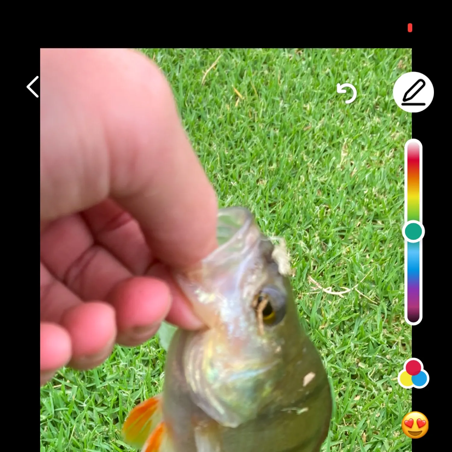 recently logged catches