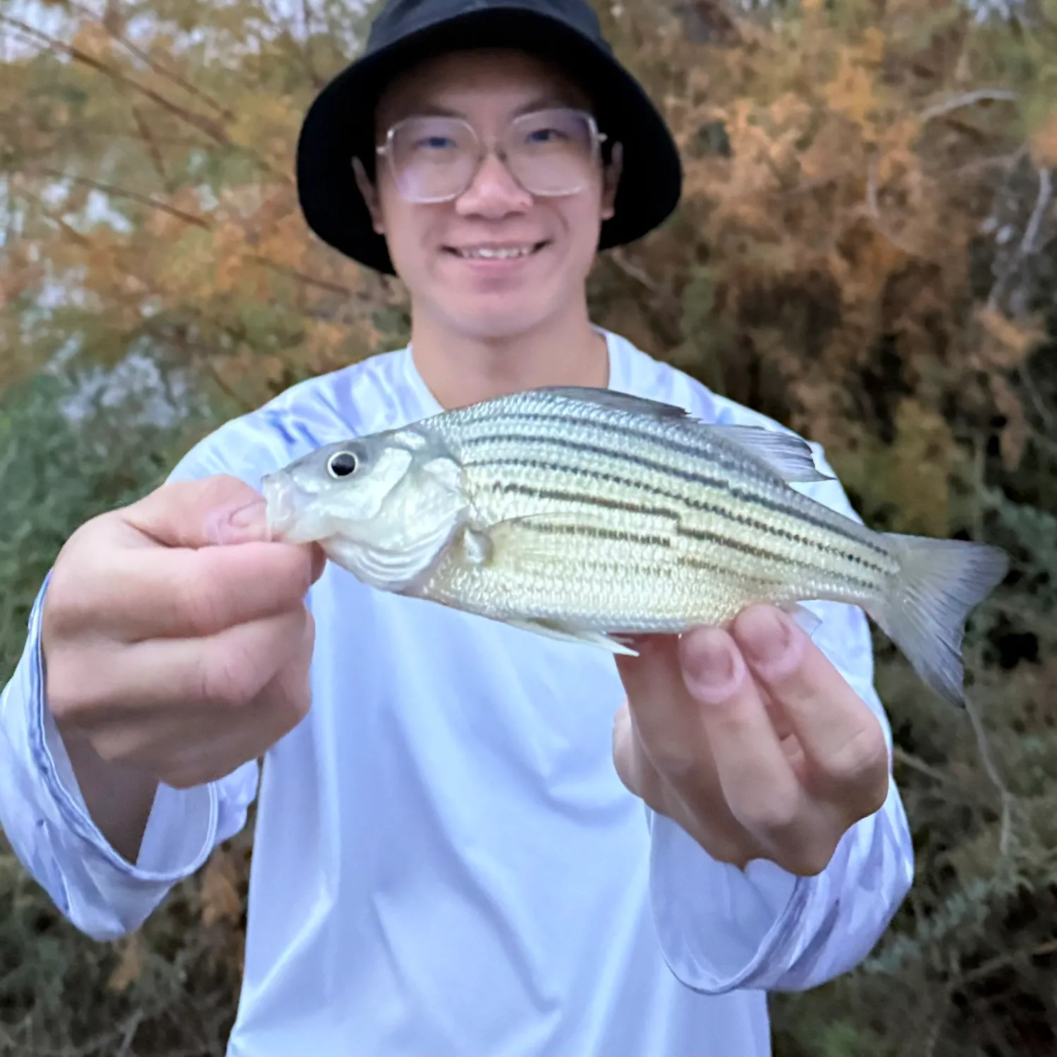 The most recent Yellow bass catches on Fishbrain