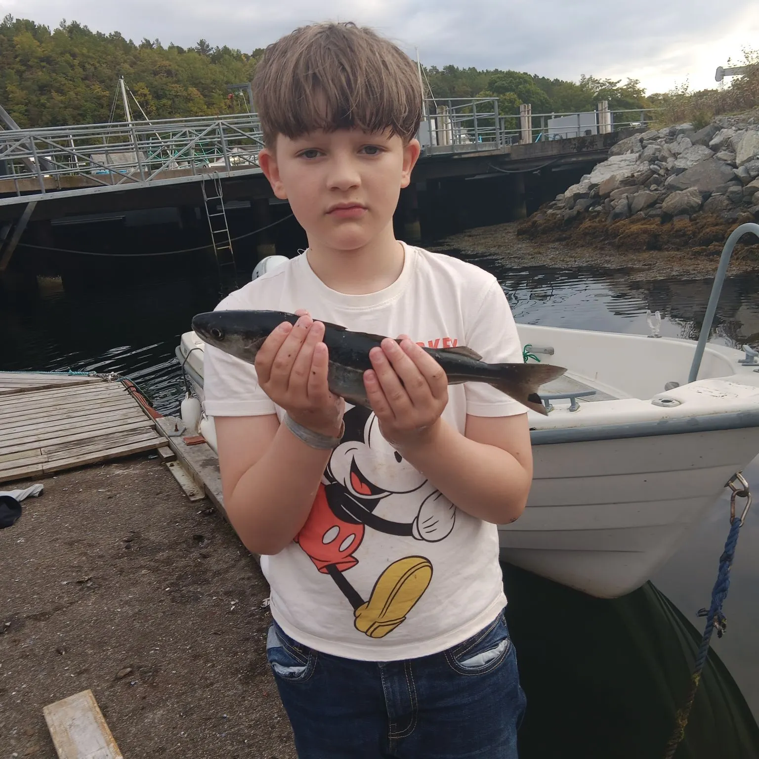 Atlantic pollock caught on Fishbrain