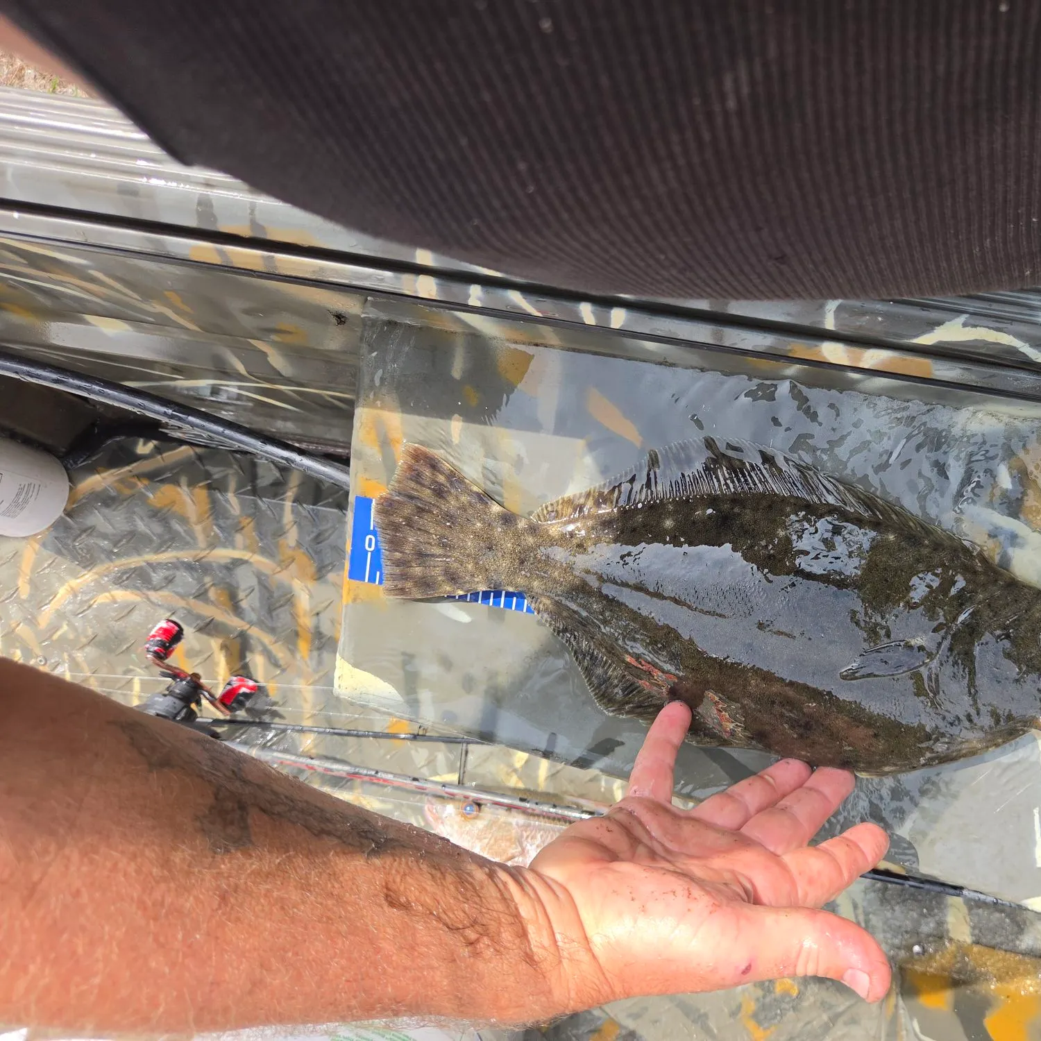 Summer flounder caught on Fishbrain