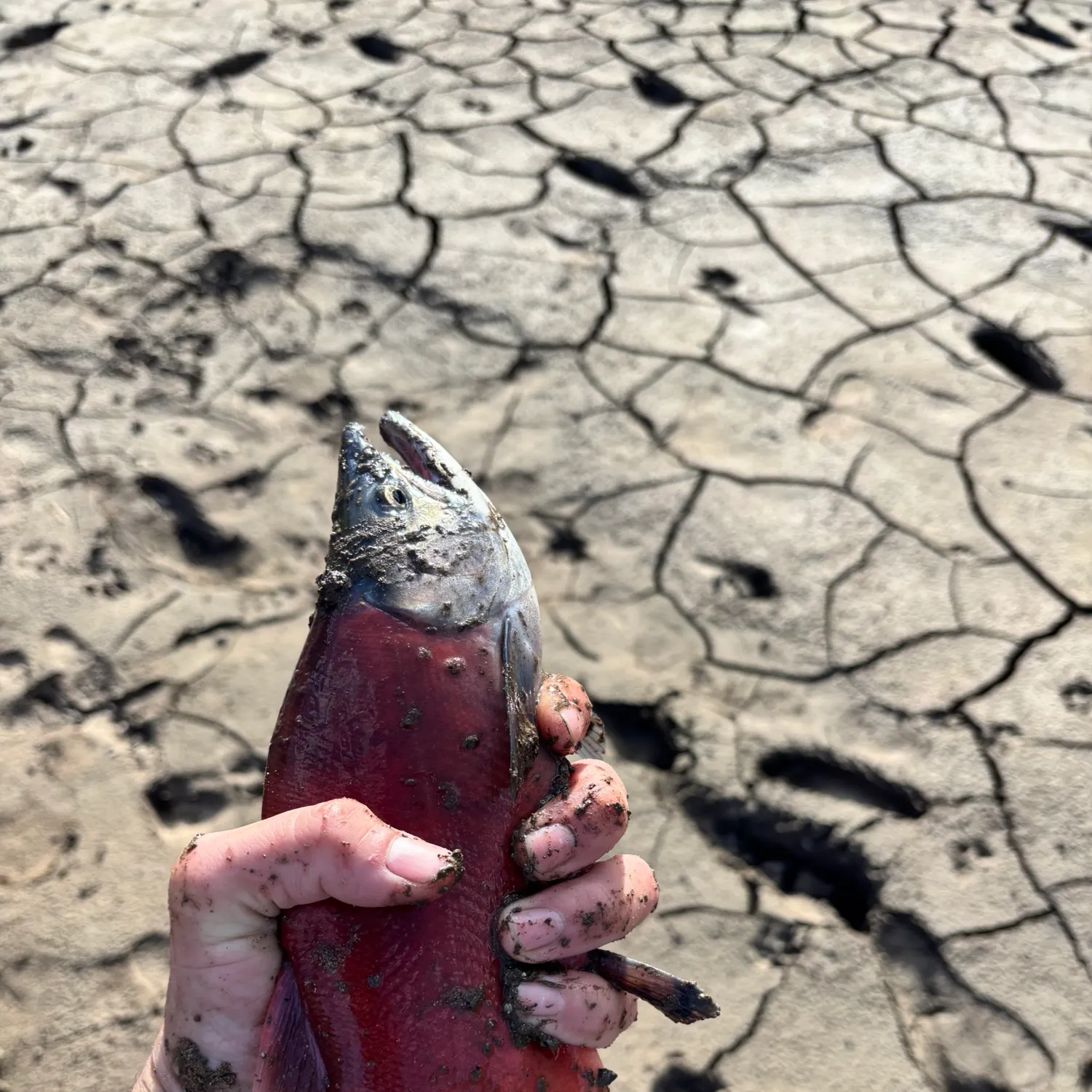 Kokanee salmon caught on Fishbrain
