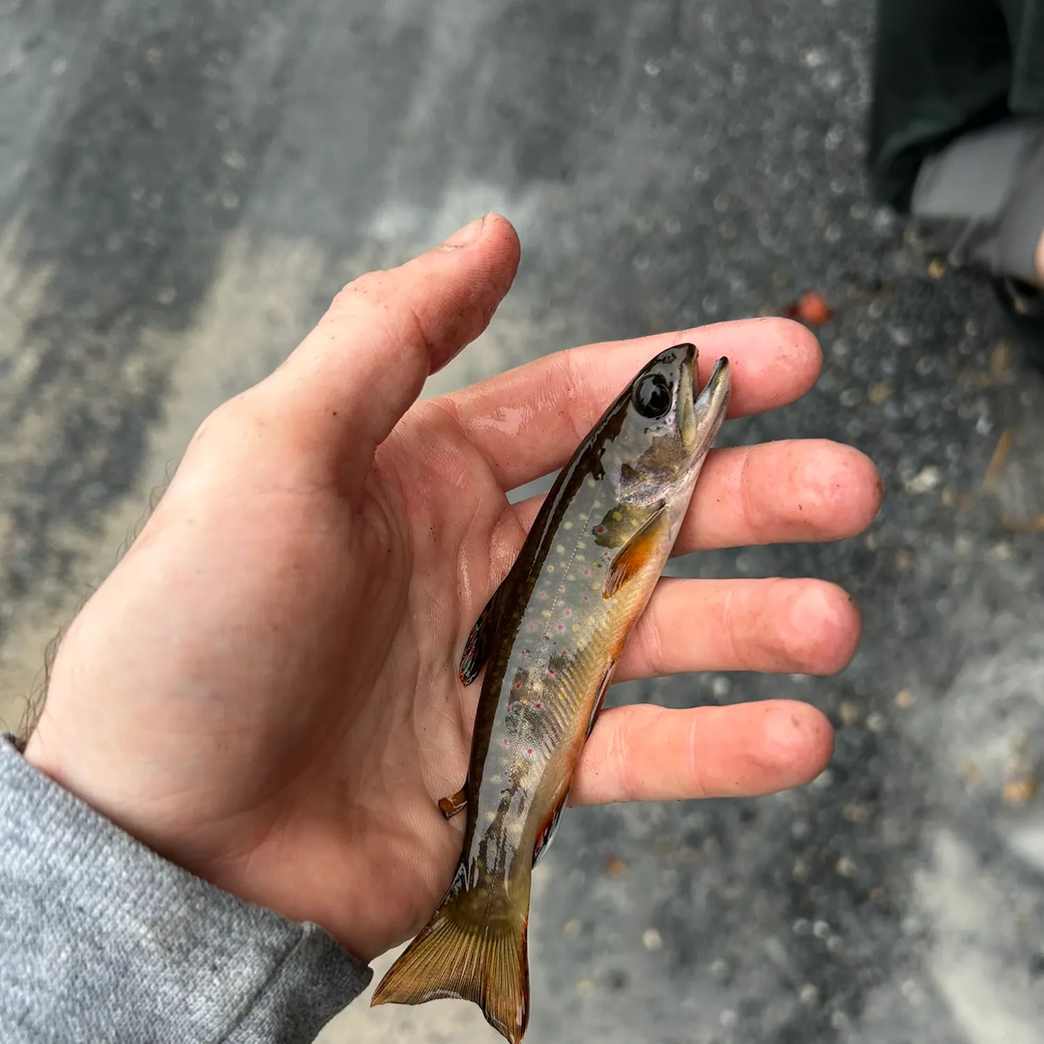 Brook trout caught on Fishbrain