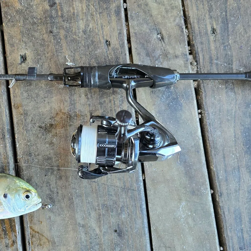 The most recent Crevalle jack catches on Fishbrain