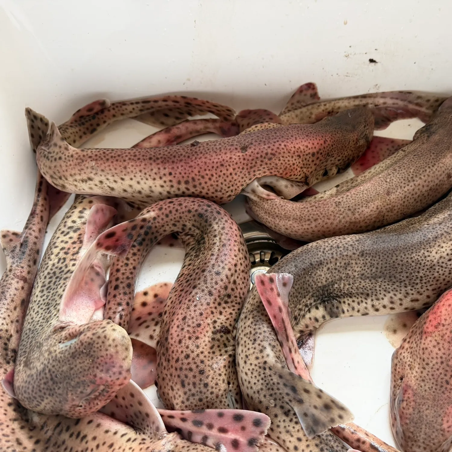 The most recent Lesser spotted dogfish catches on Fishbrain