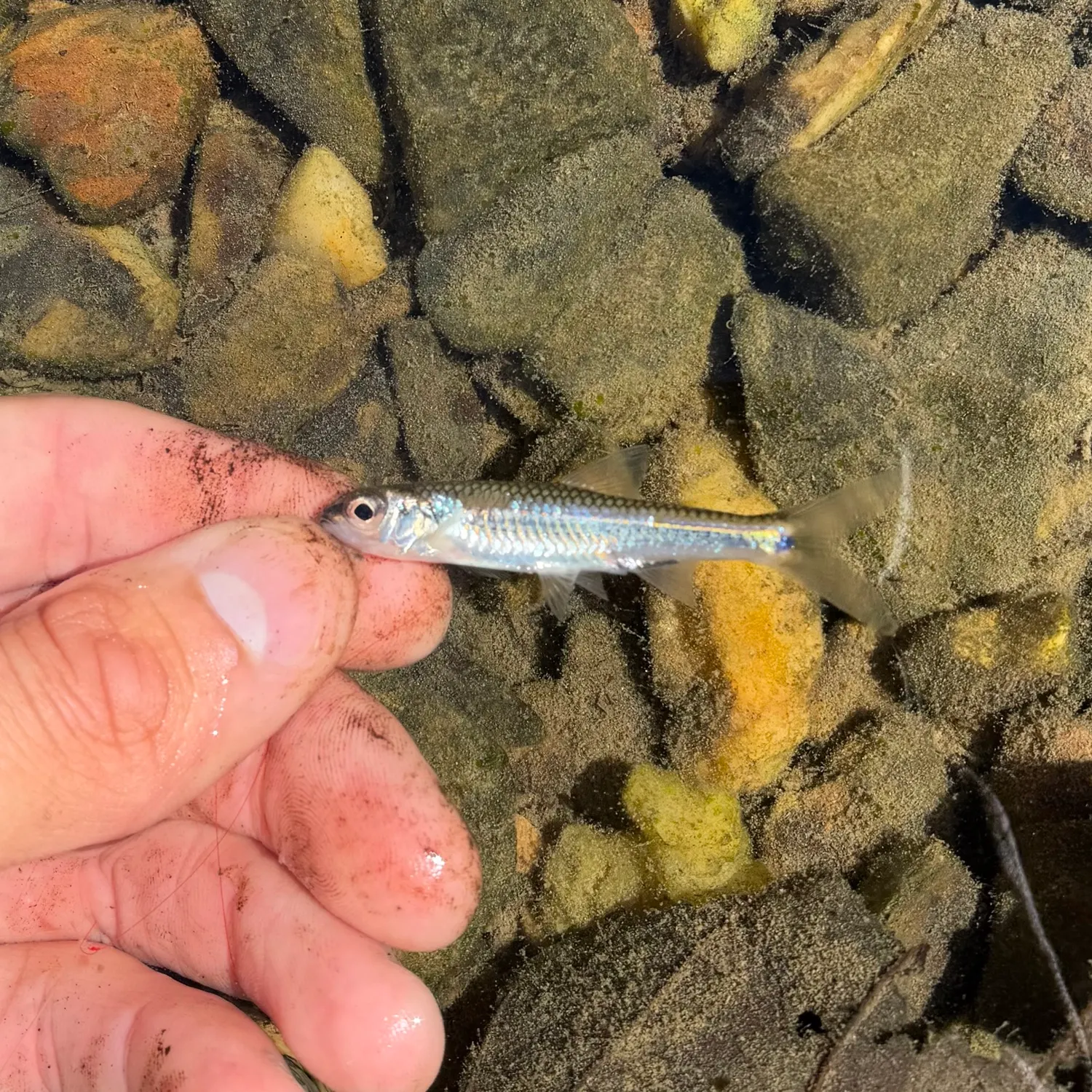 The most recent Bigeye shiner catches on Fishbrain