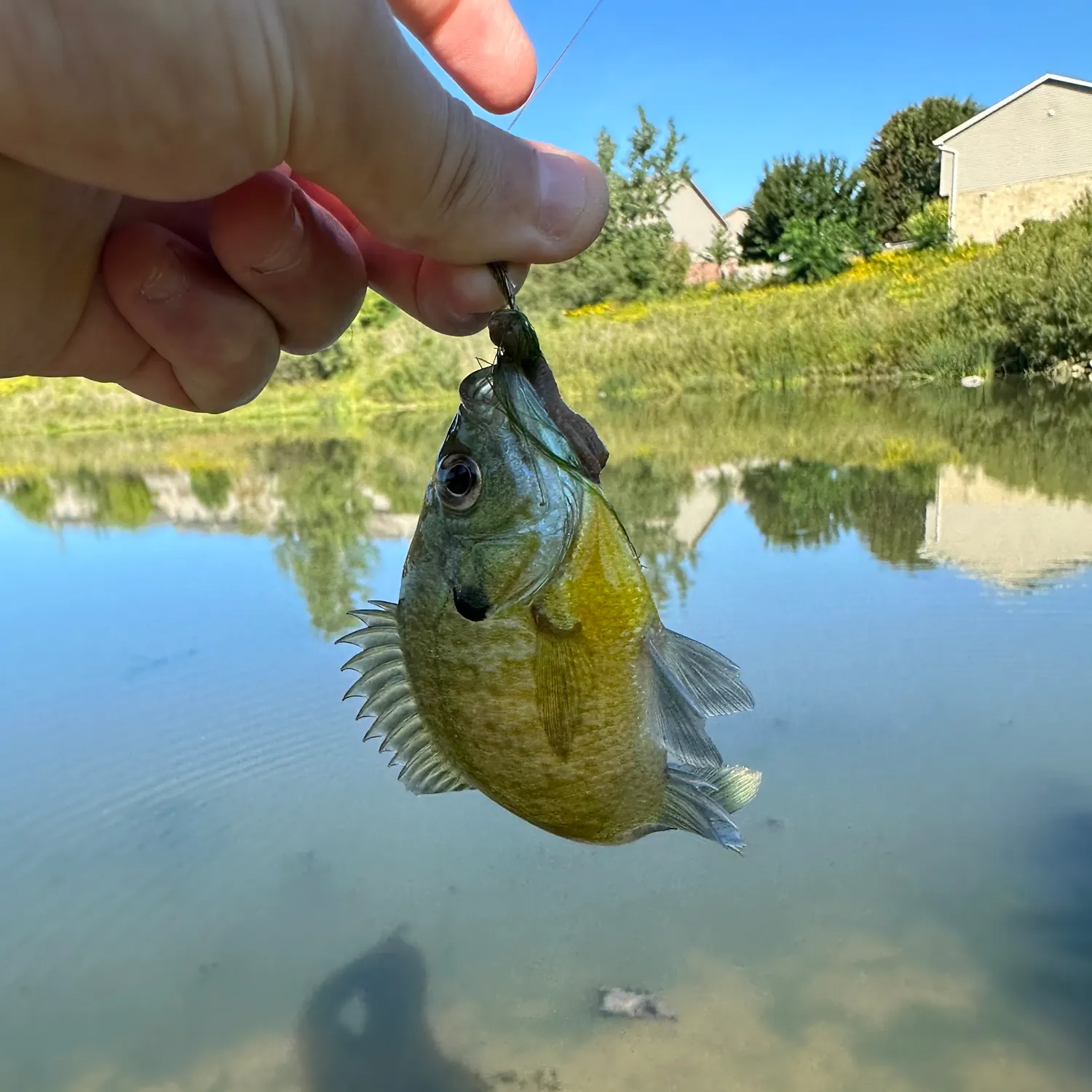 Bluegill caught on Fishbrain