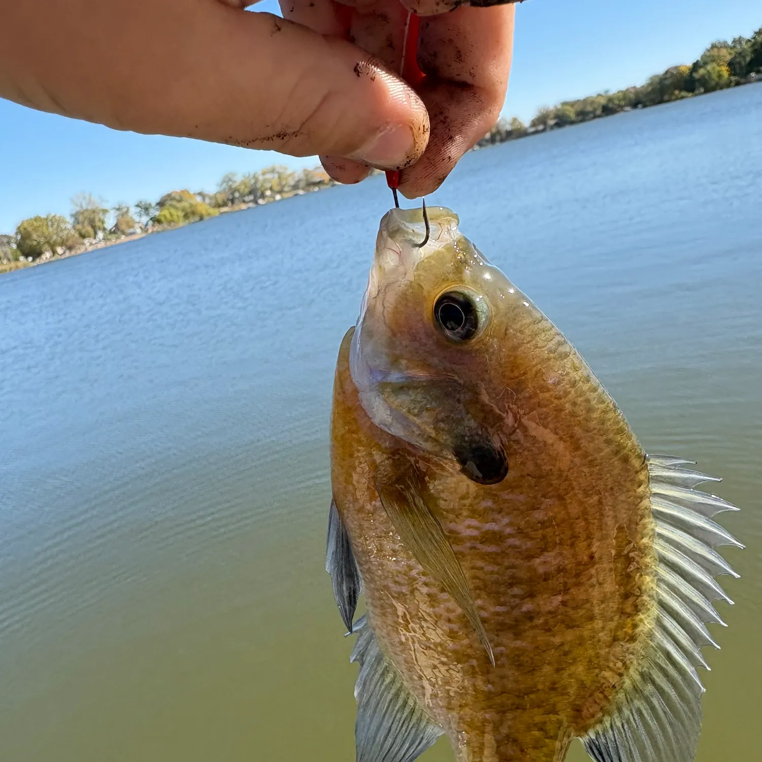 The most recent Bluegill catches on Fishbrain
