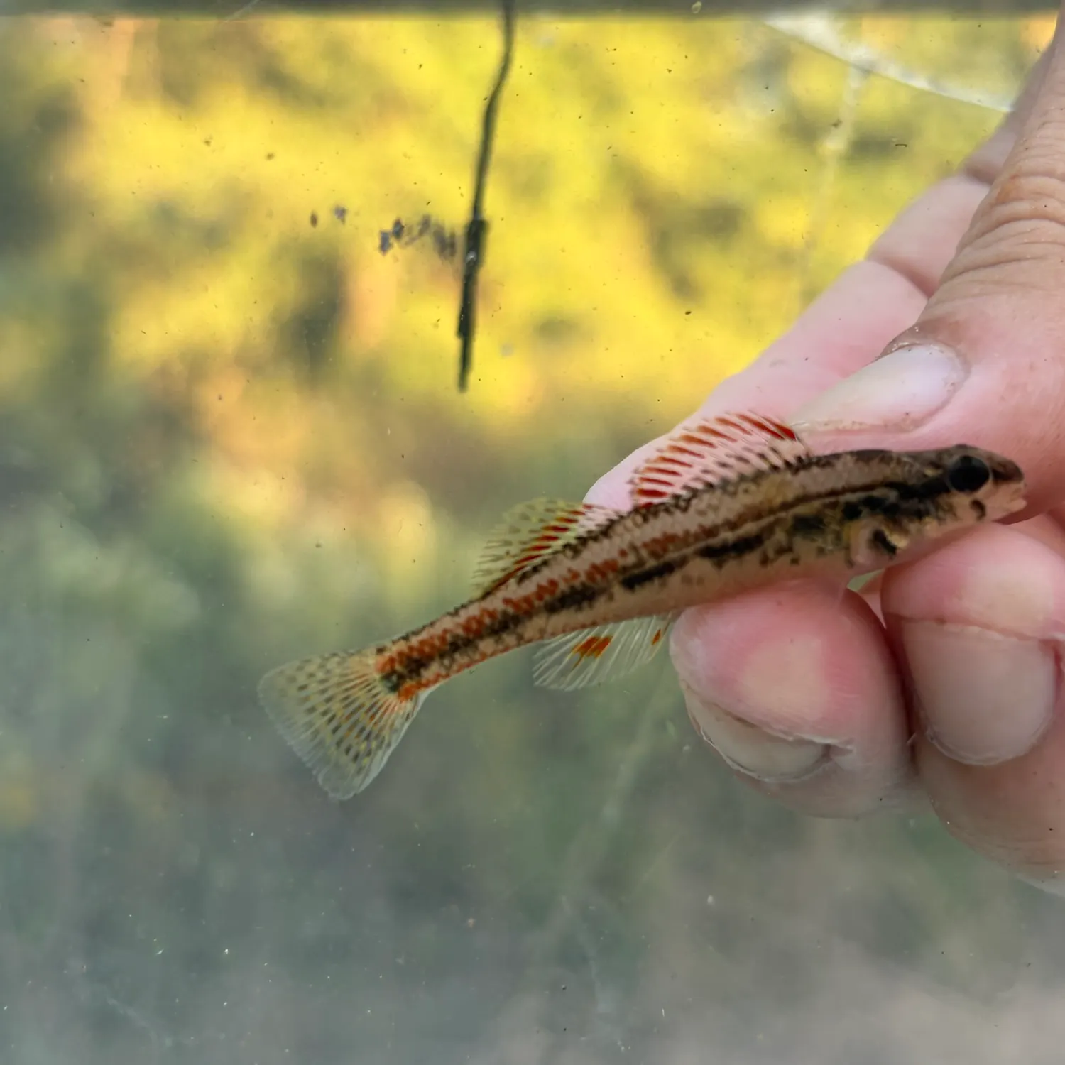The most recent Alabama darter catches on Fishbrain