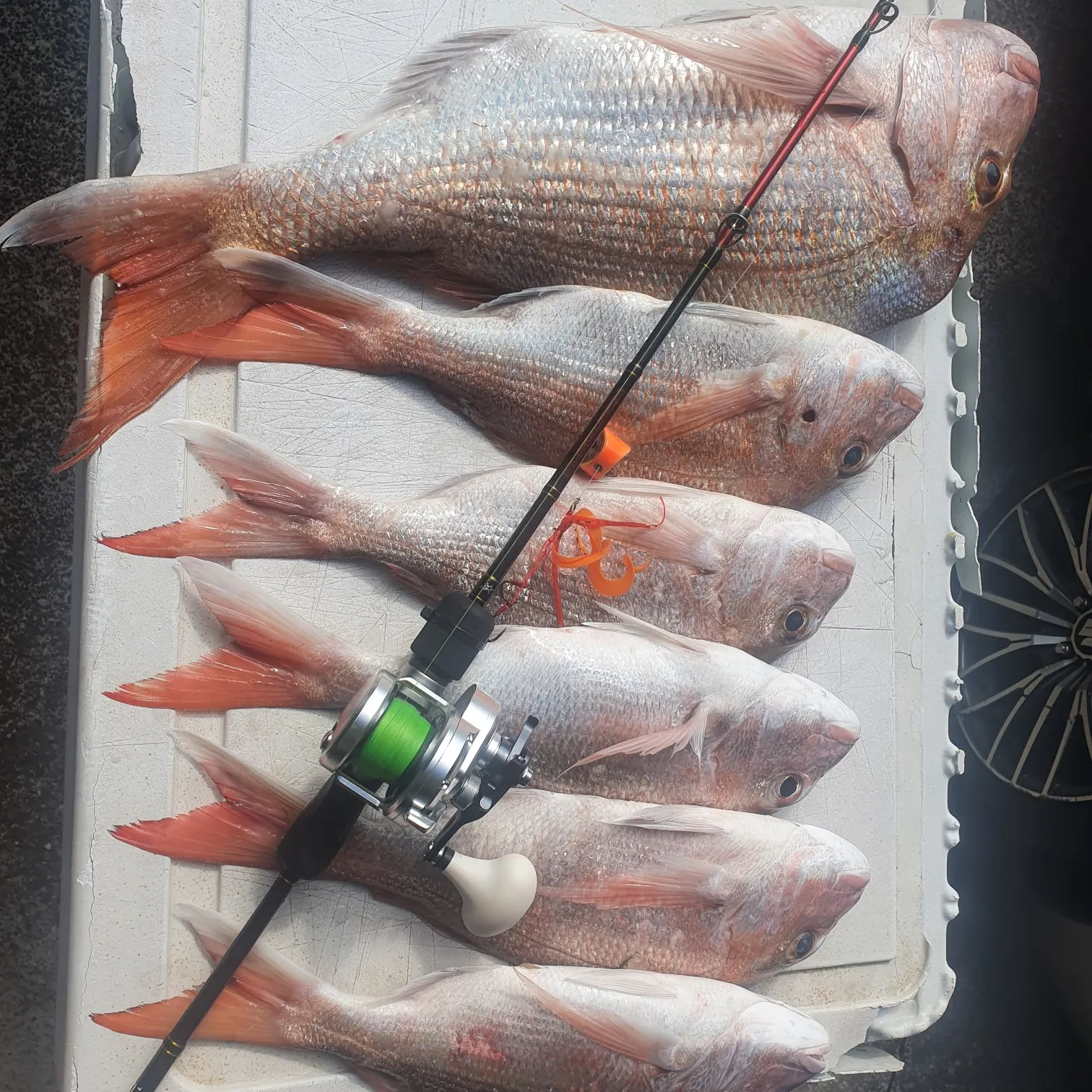 recently logged catches