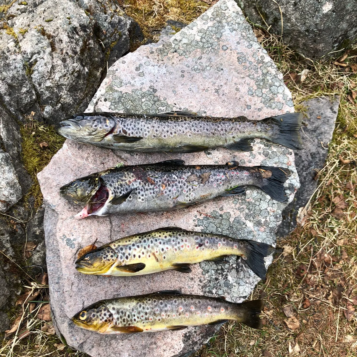recently logged catches