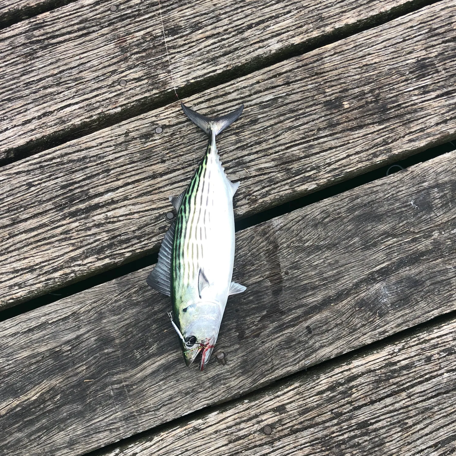 The most recent Striped bonito catches on Fishbrain