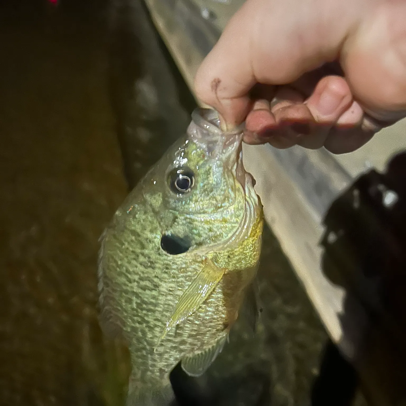 angler catch