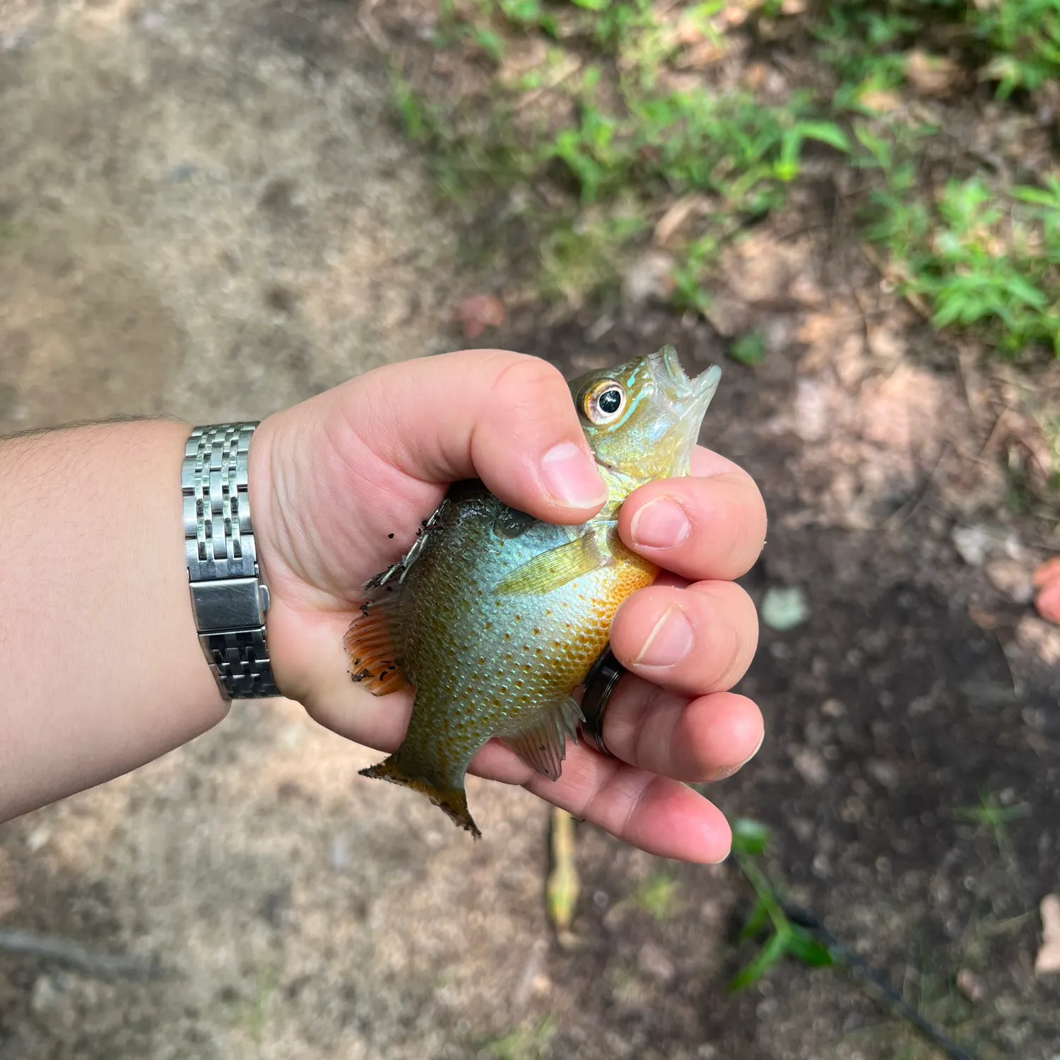 Redbreast sunfish caught on Fishbrain