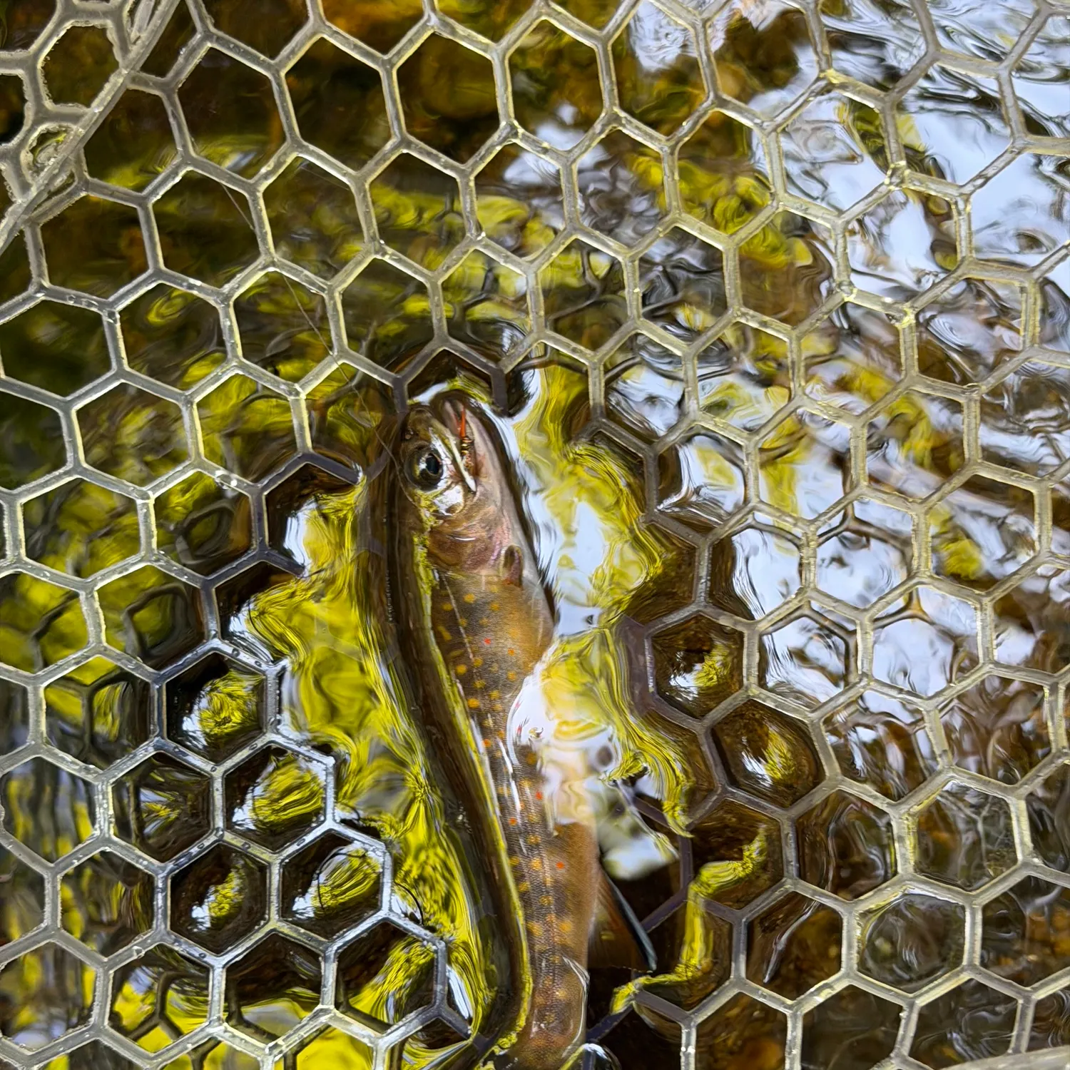 Brook trout caught on Fishbrain