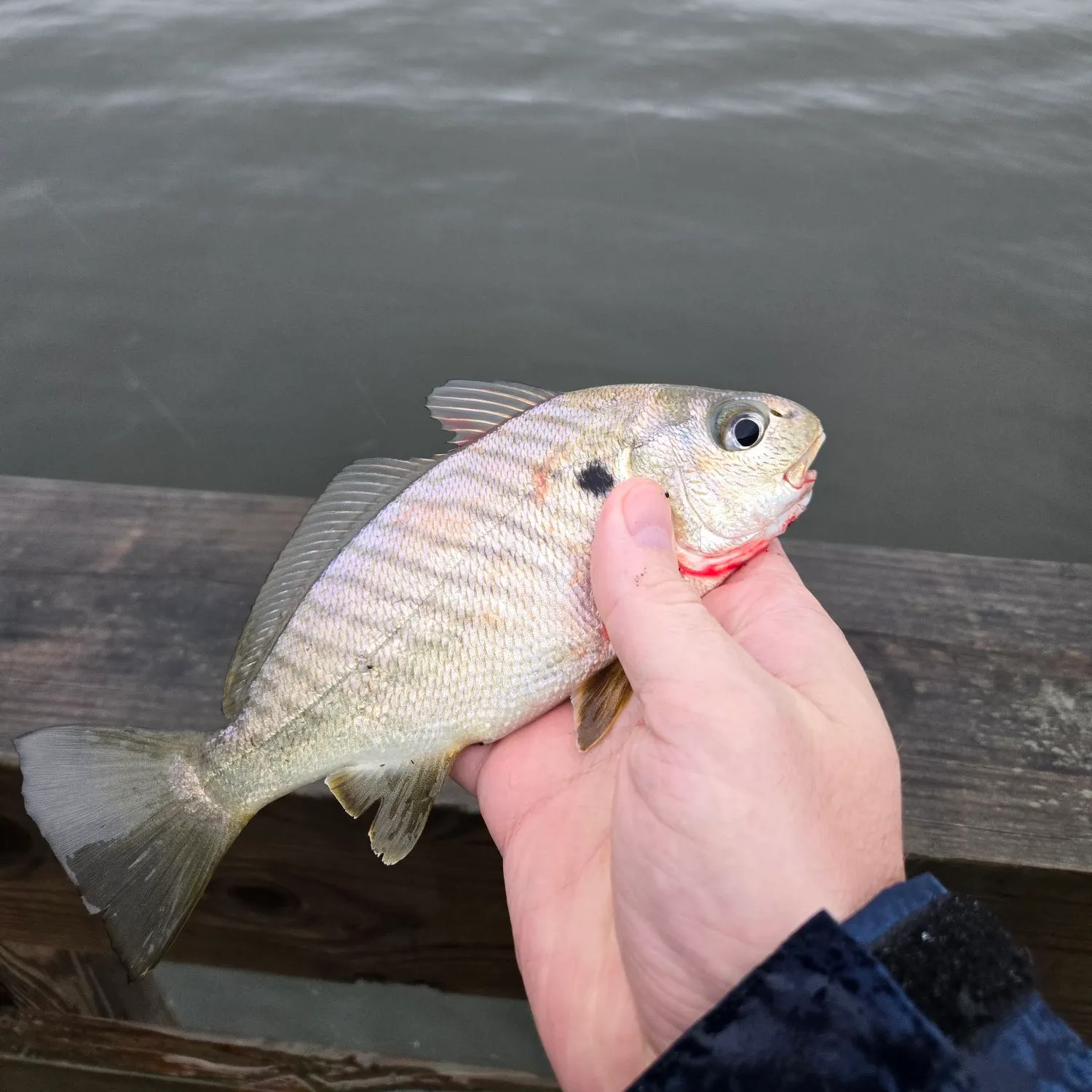 Spot croaker caught on Fishbrain