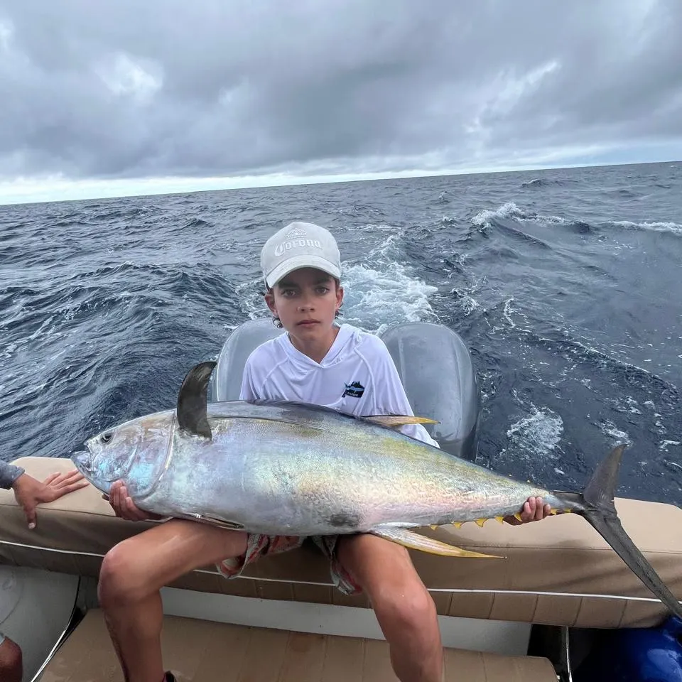 The most recent Yellowfin tuna catches on Fishbrain
