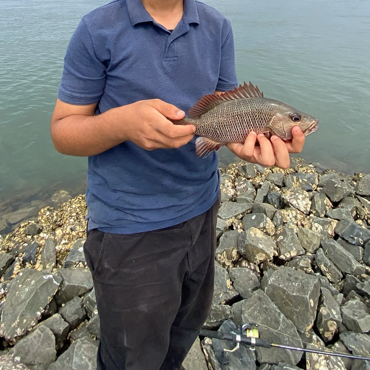 Mangrove red snapper caught on Fishbrain