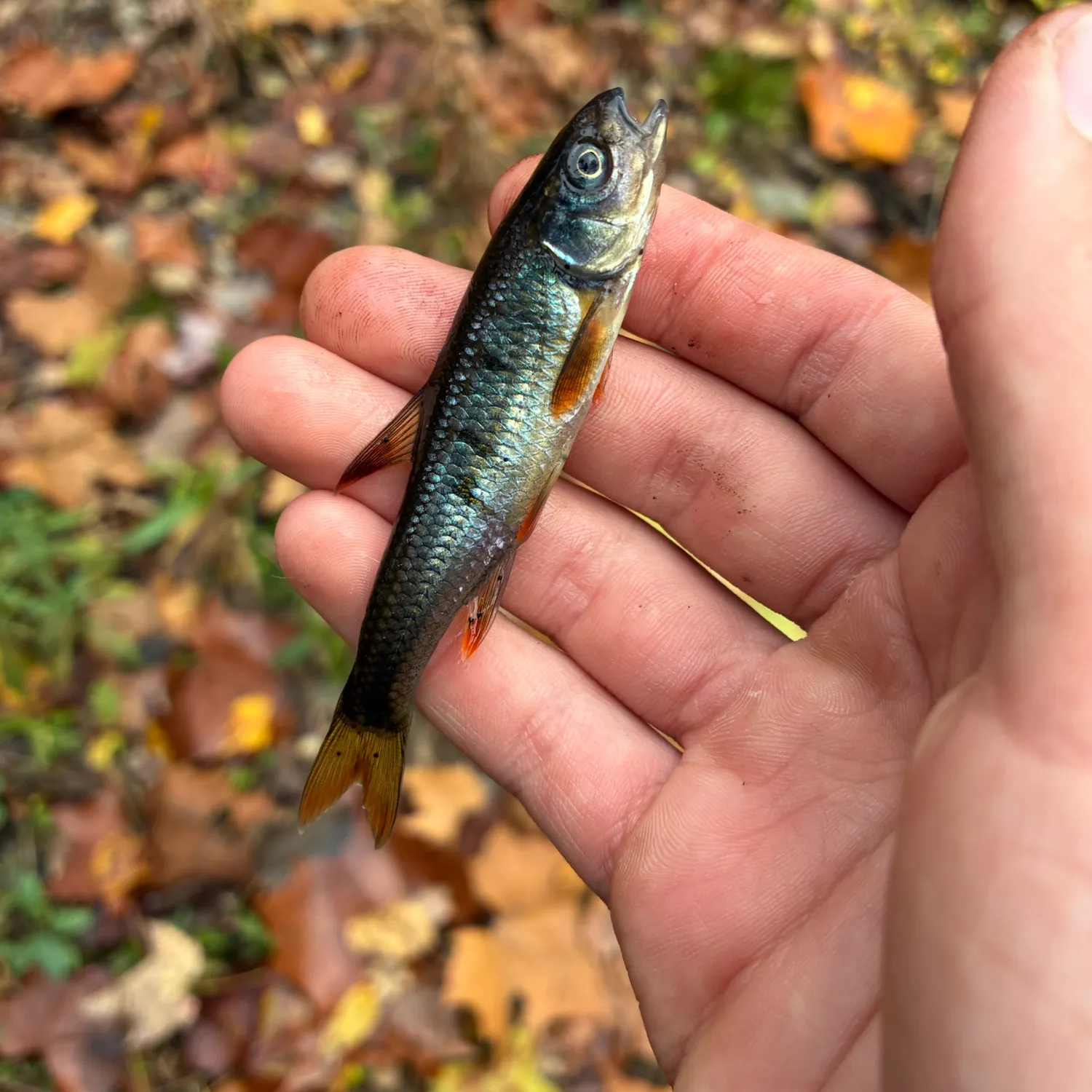Common shiner caught on Fishbrain