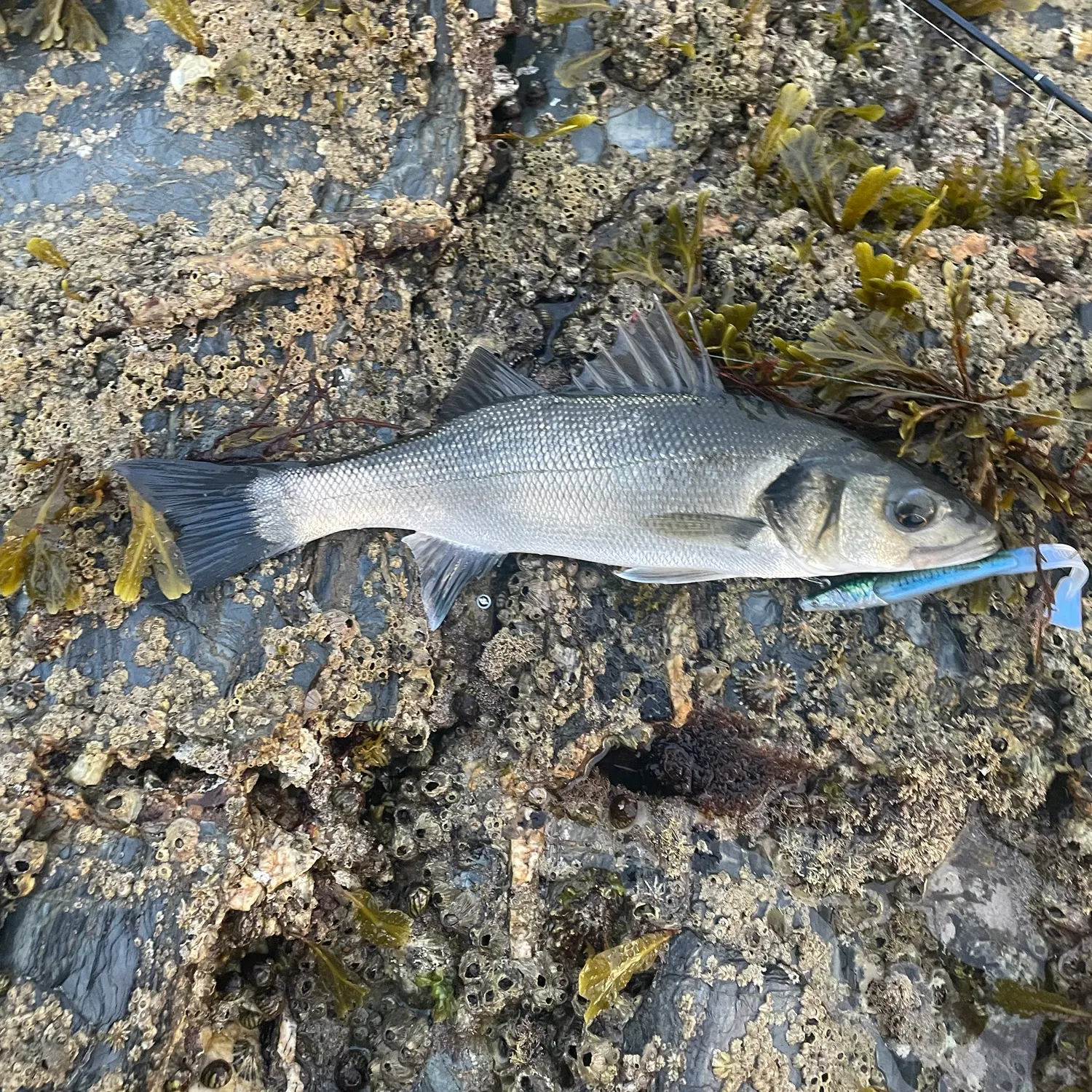 European seabass caught on Fishbrain
