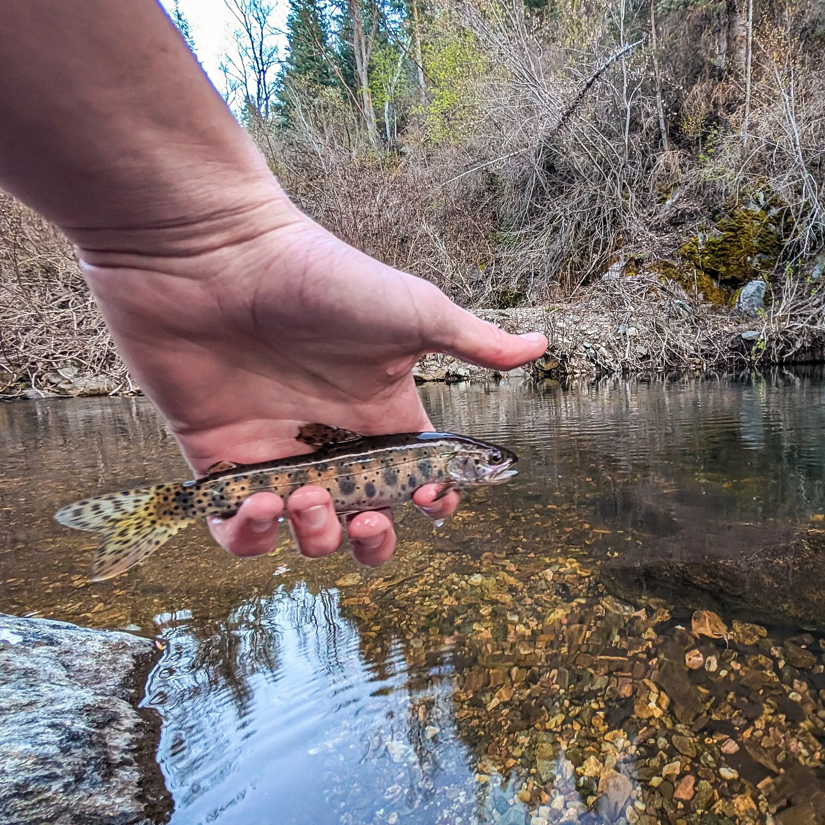 The most recent Bonneville cutthroat trout catches on Fishbrain
