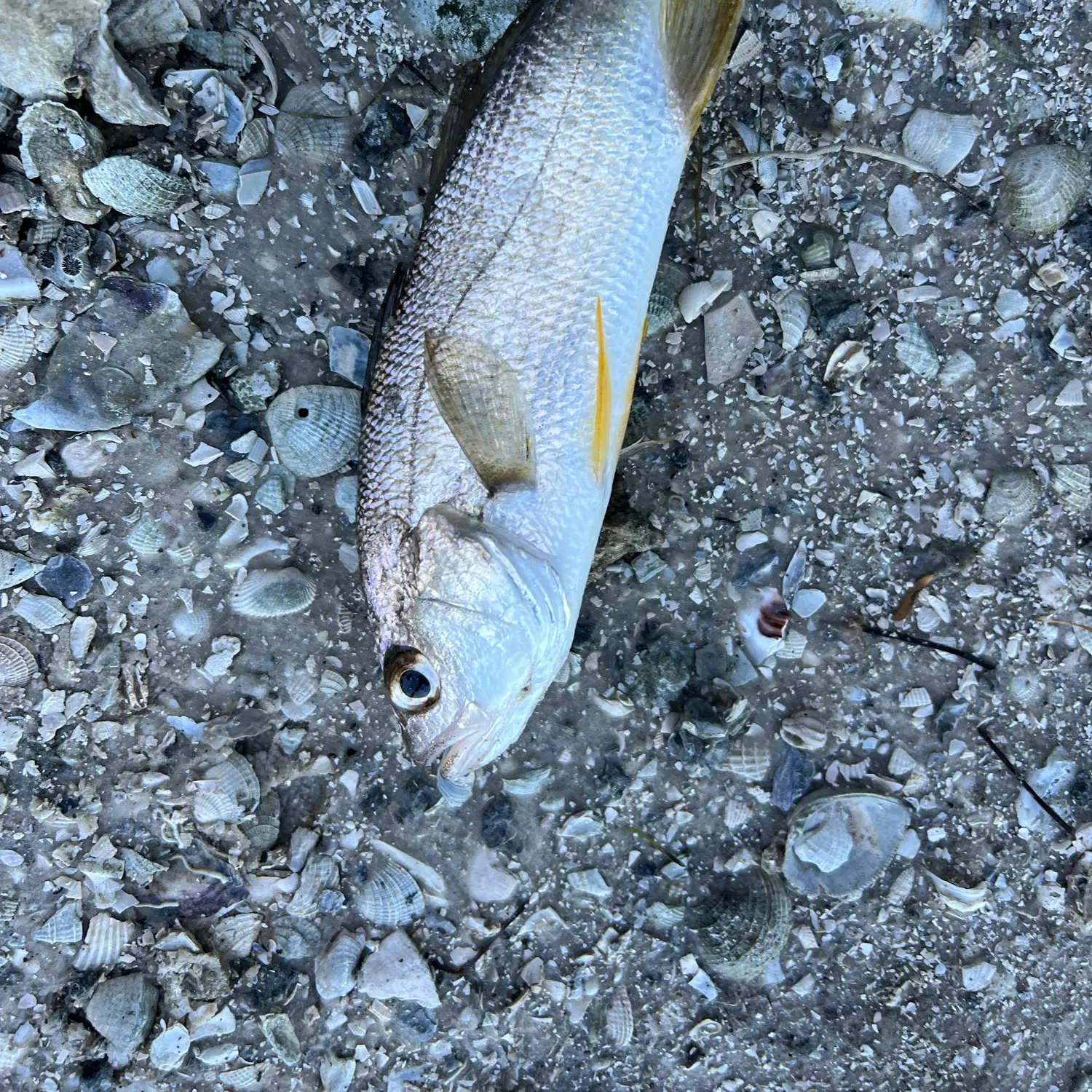 The most recent Sand seatrout catches on Fishbrain