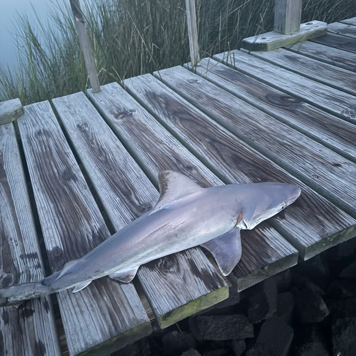 Sandbar shark caught on Fishbrain
