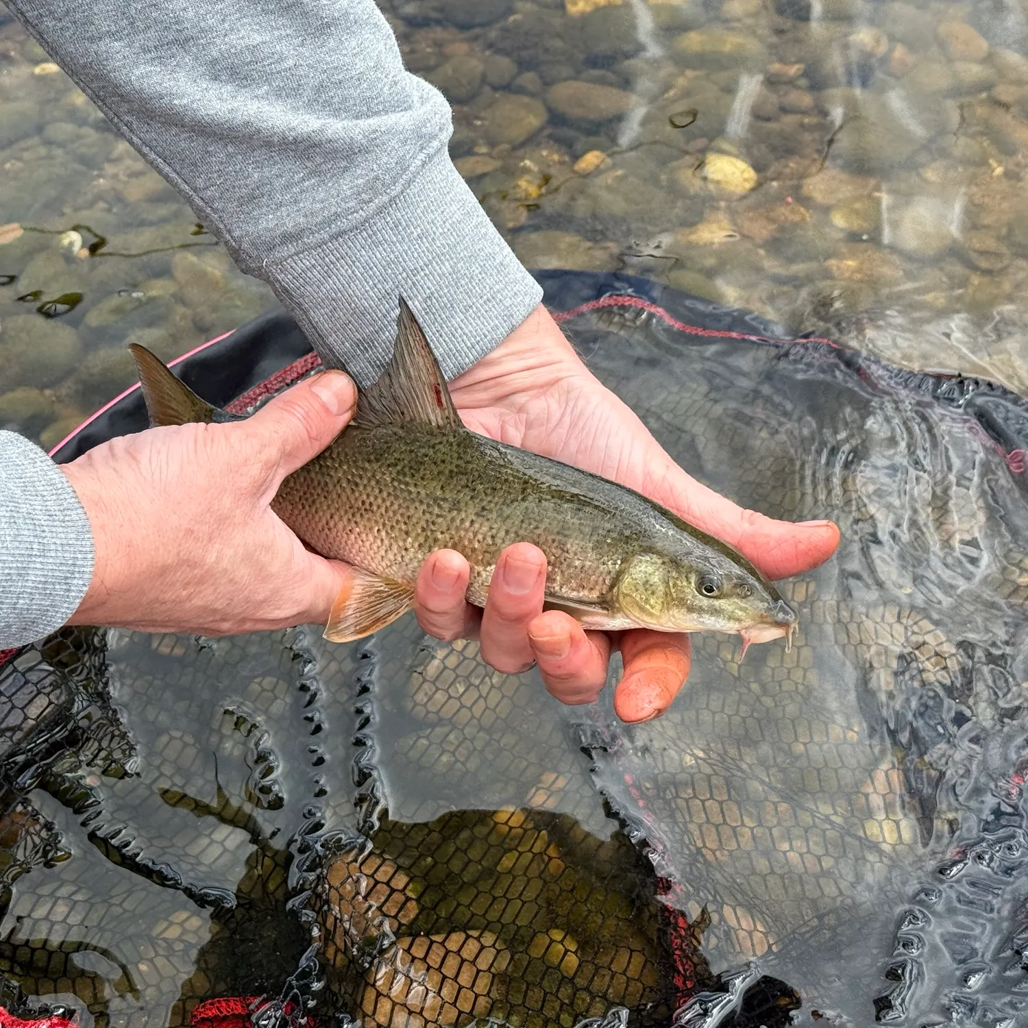 The most recent Common barbel catches on Fishbrain