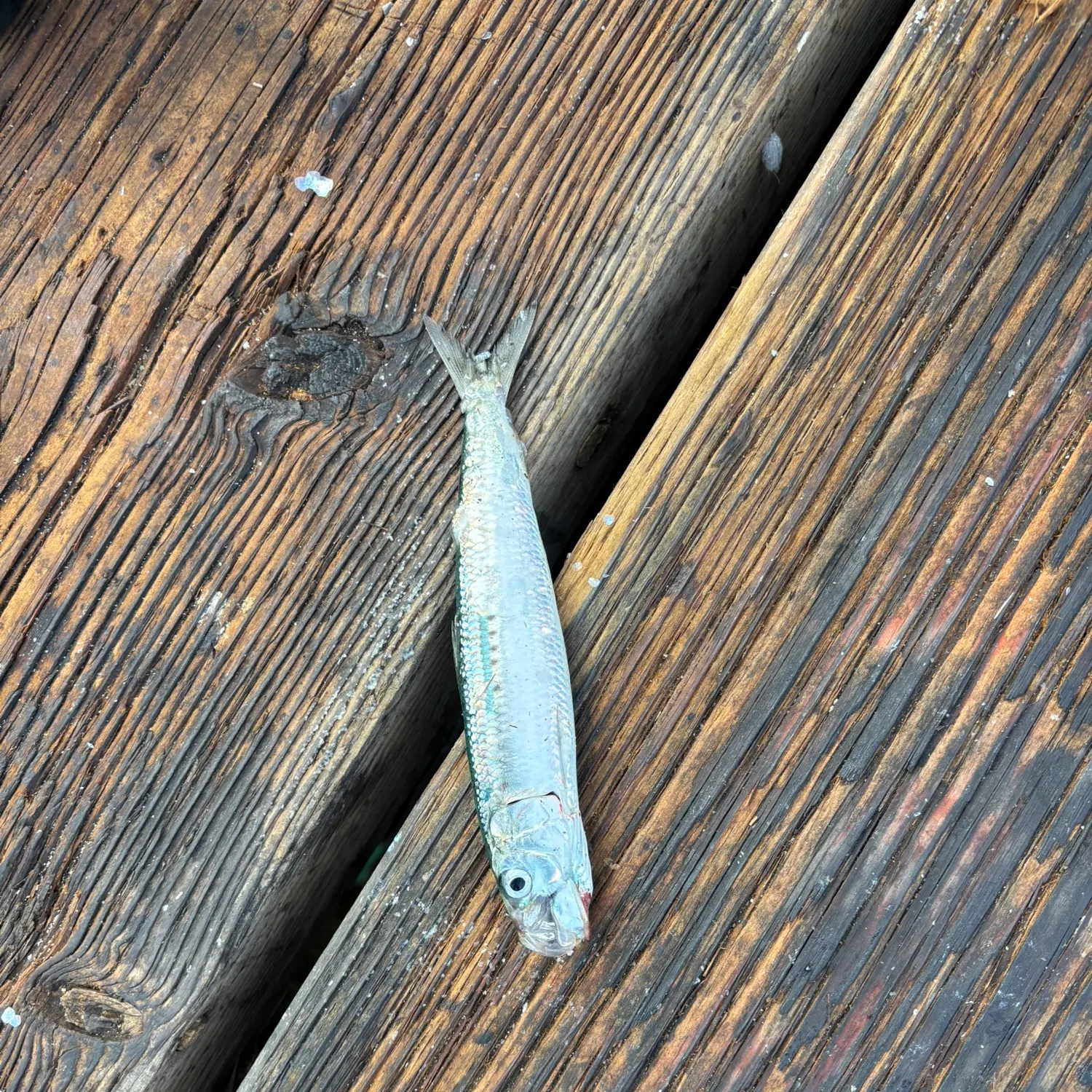 The most recent Pacific sardine catches on Fishbrain