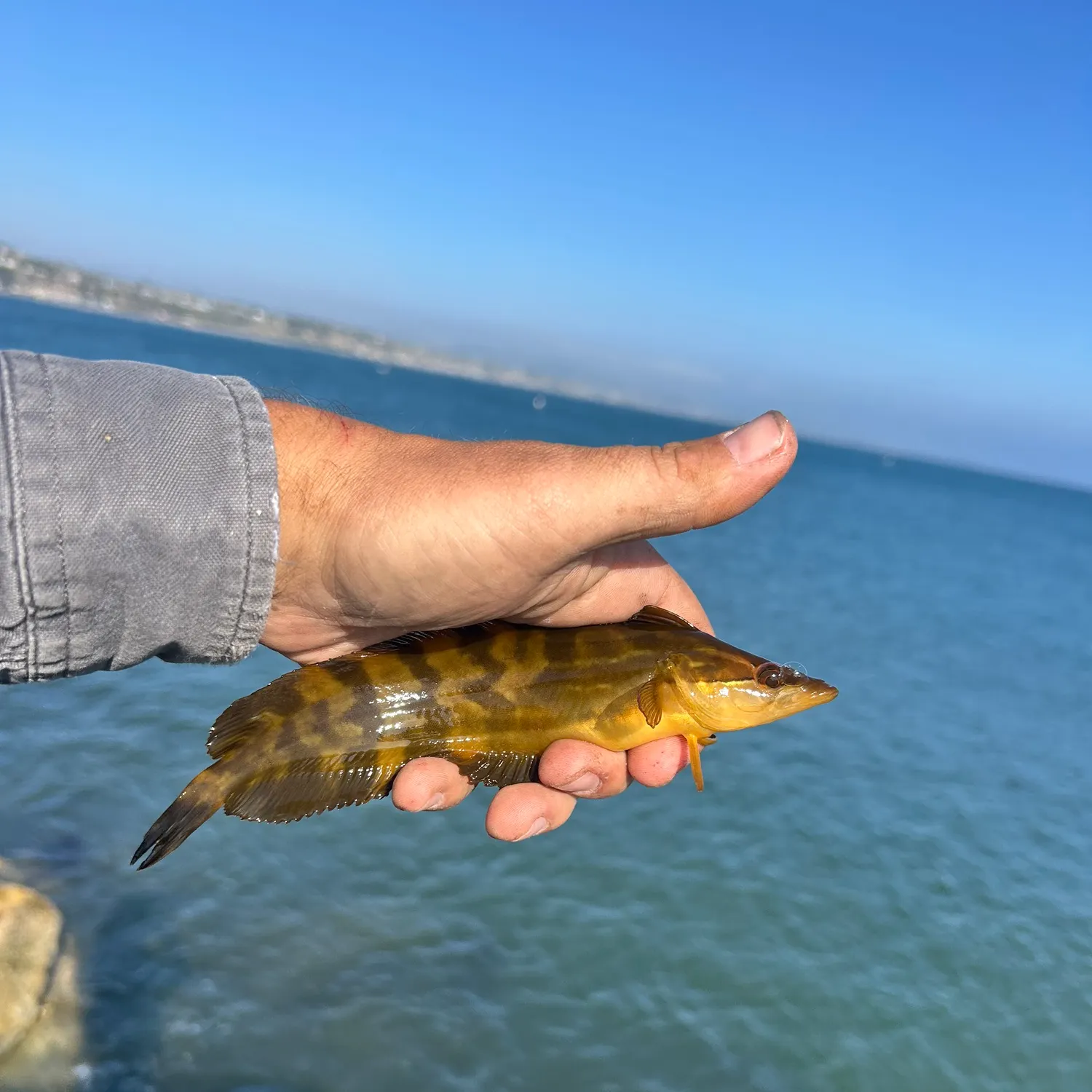 The most recent Giant kelpfish catches on Fishbrain