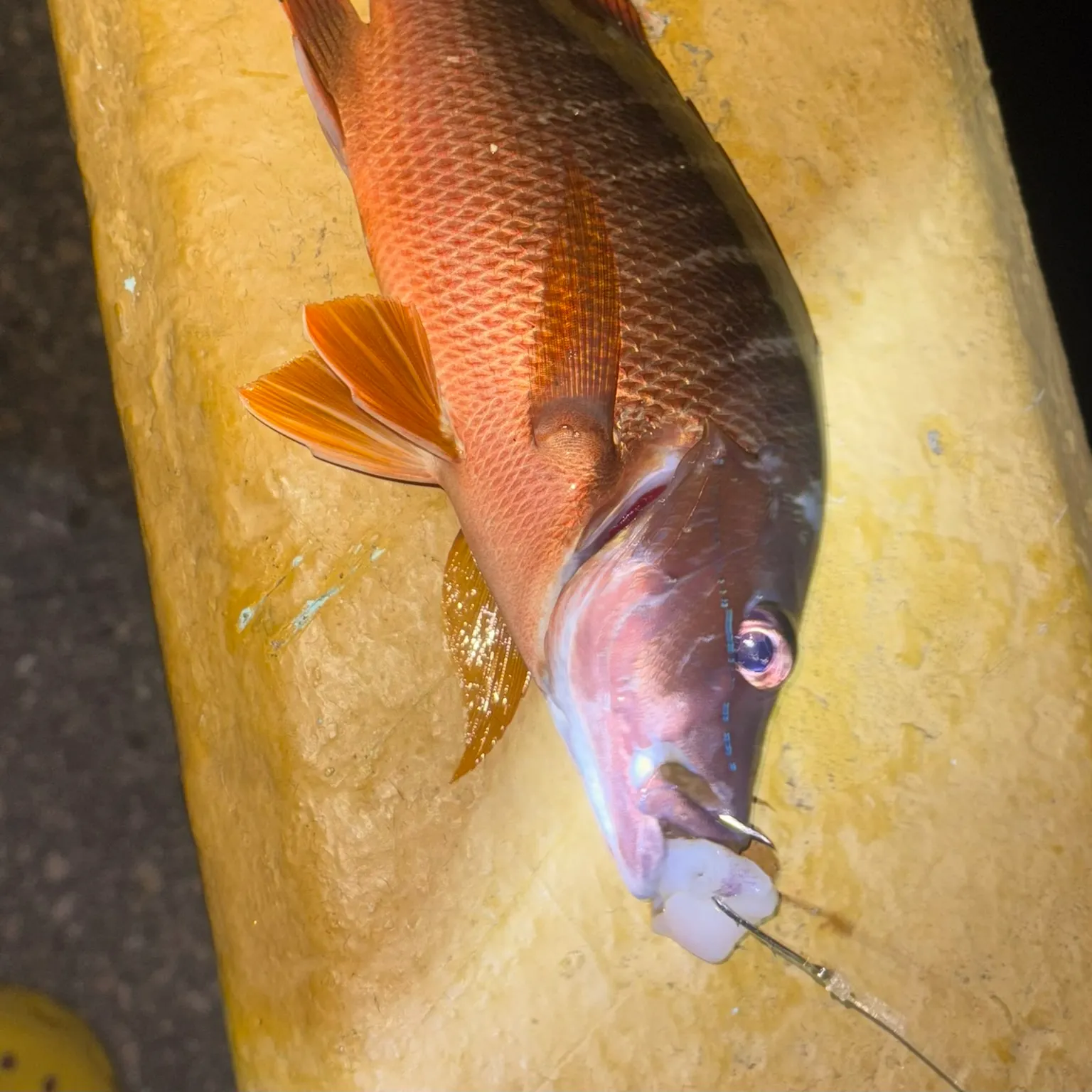 The most recent Dog Snapper catches on Fishbrain