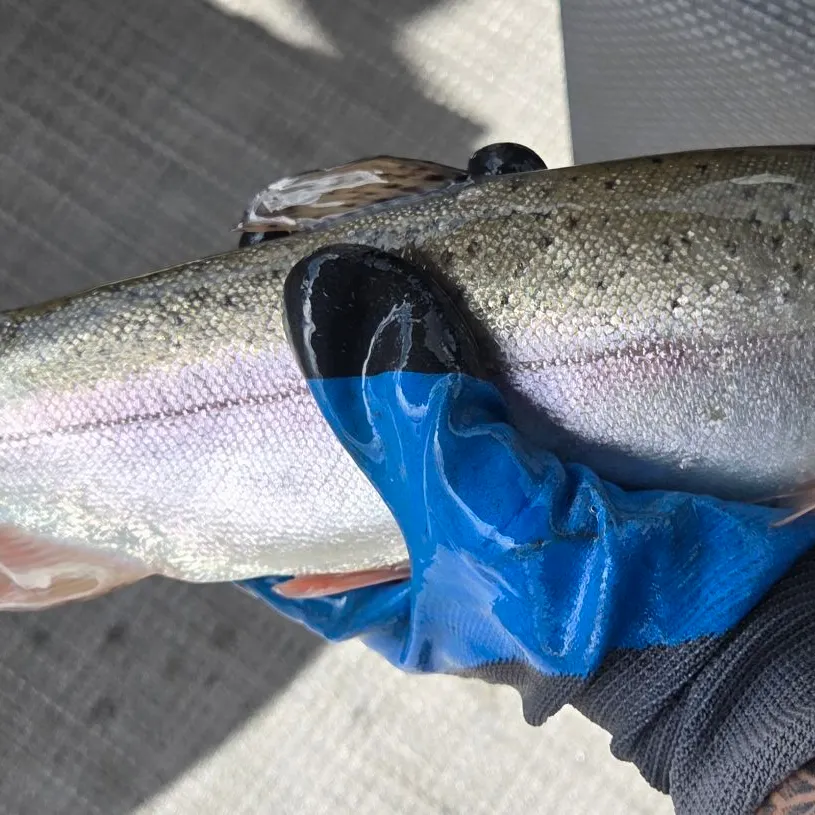 Rainbow trout caught on Fishbrain
