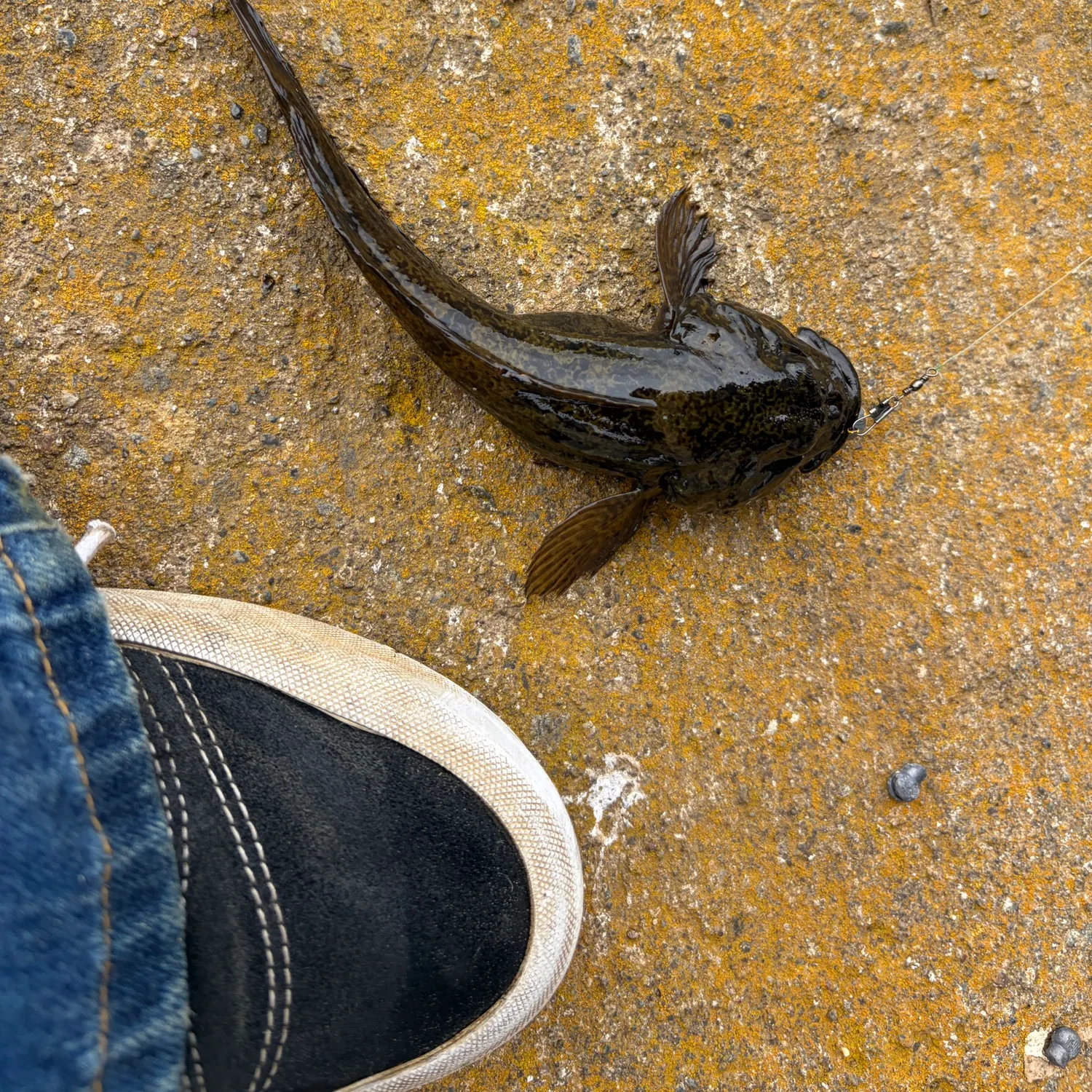 The most recent Mottled sculpin catches on Fishbrain