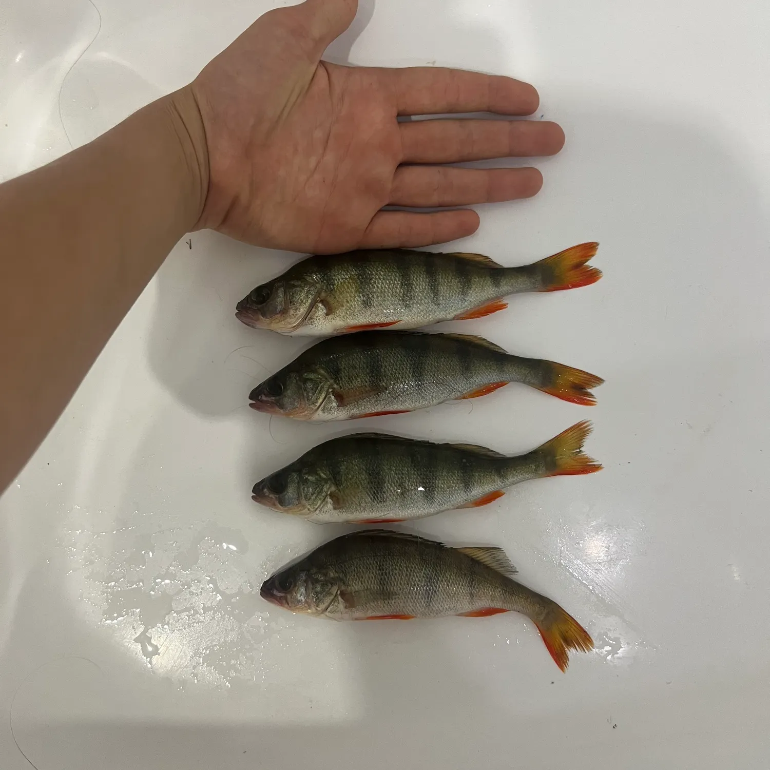 European perch caught on Fishbrain