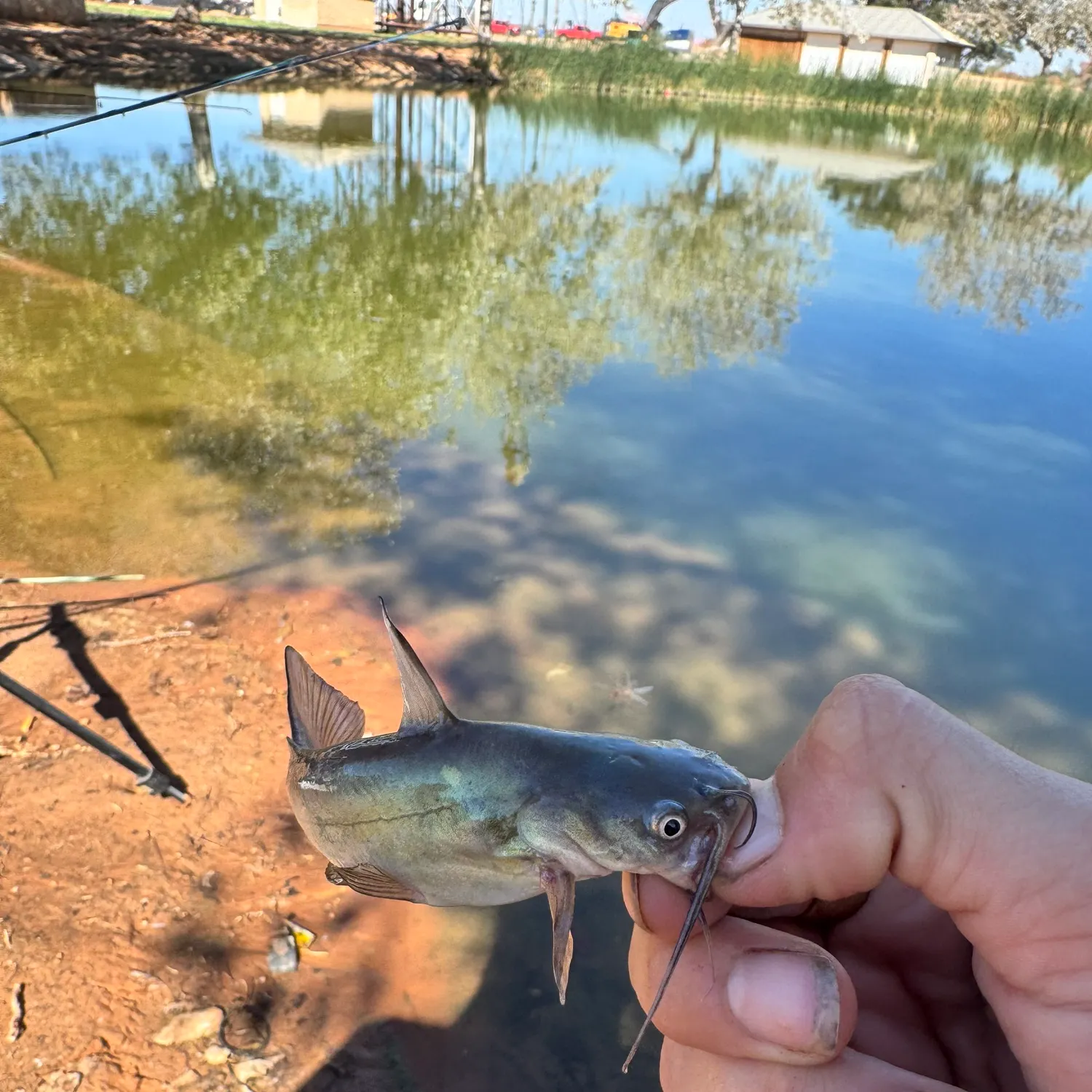 Black bullhead caught on Fishbrain