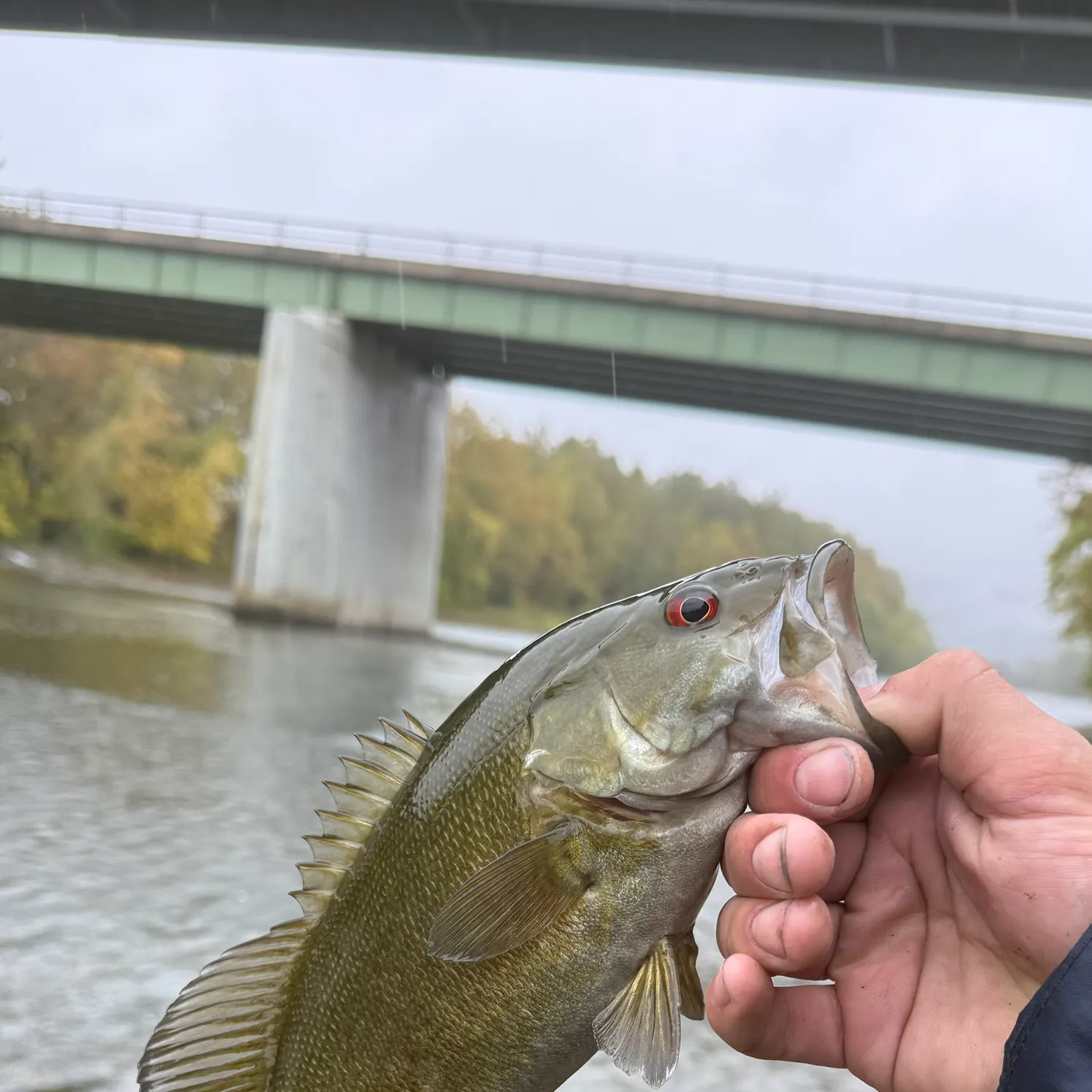 Smallmouth bass caught on Fishbrain