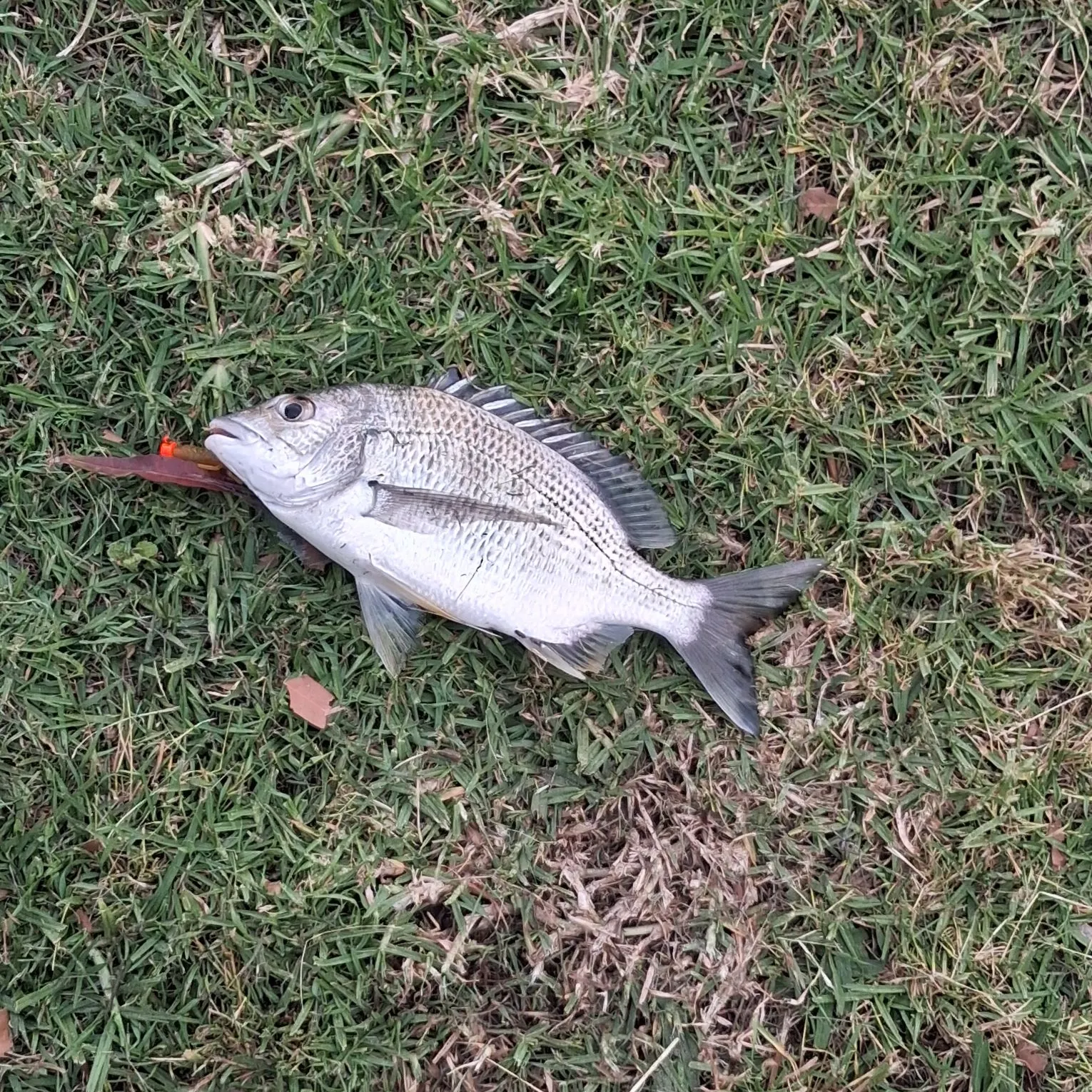 Surf bream caught on Fishbrain