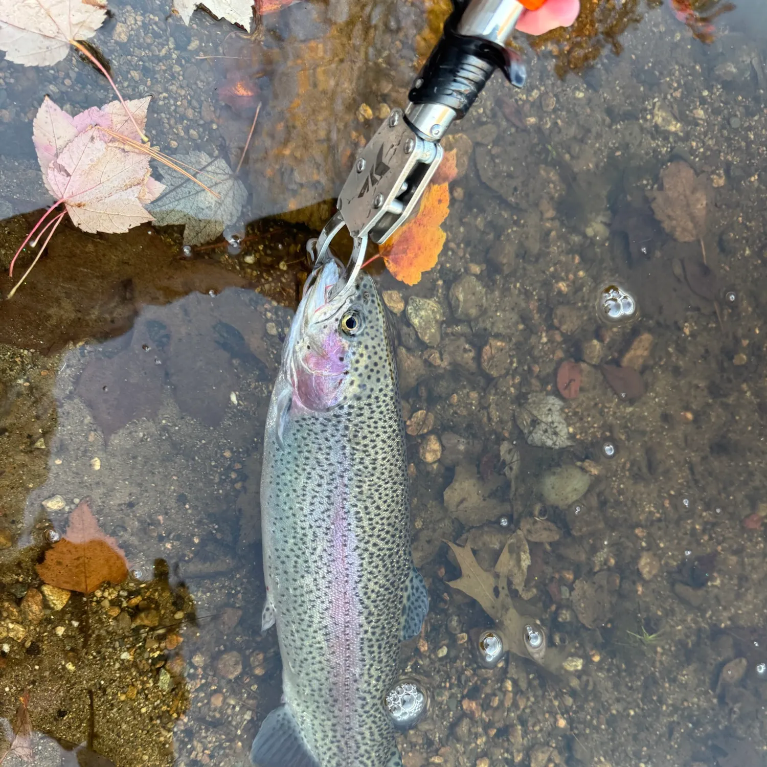 Rainbow trout caught on Fishbrain