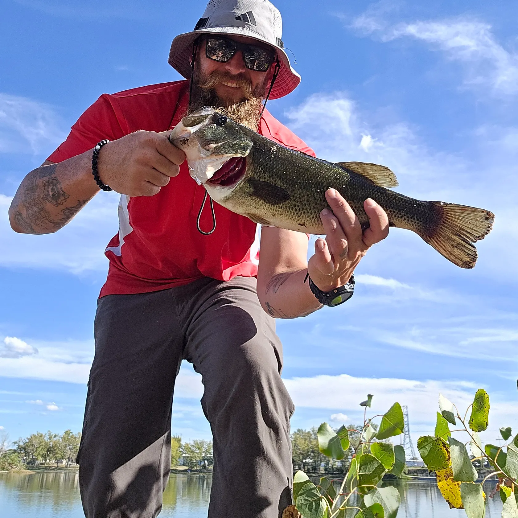 Largemouth bass caught on Fishbrain
