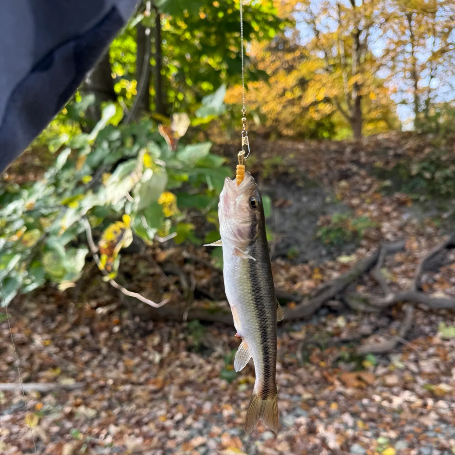 Creek chub caught on Fishbrain