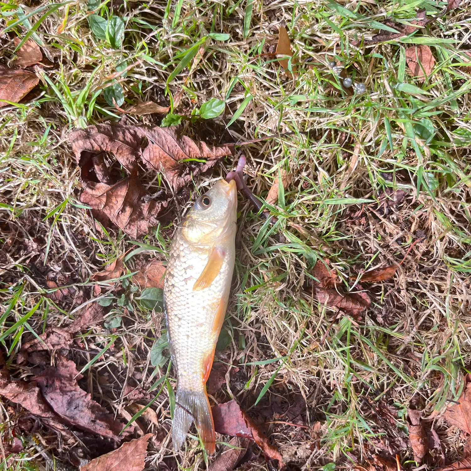 Common carp caught on Fishbrain