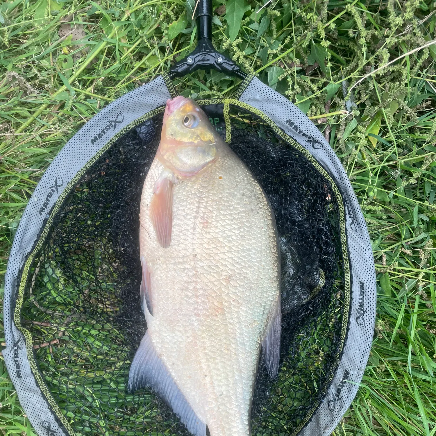 Common bream caught on Fishbrain